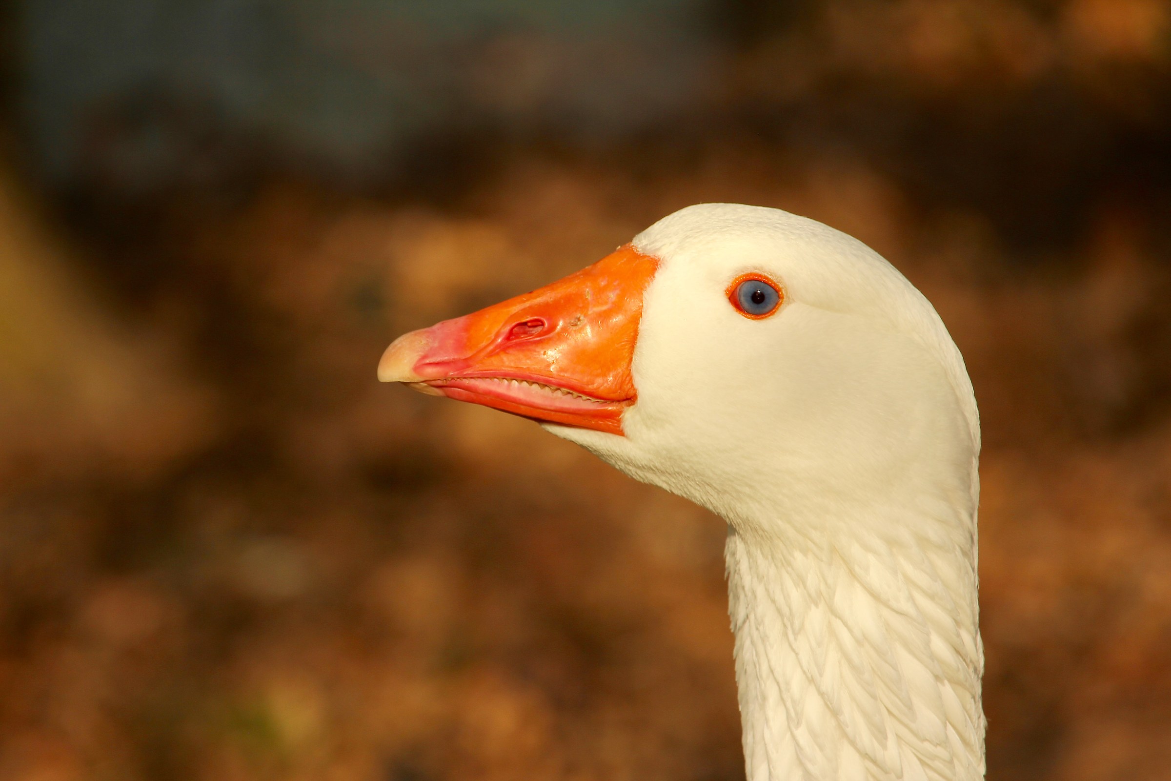 The watchful eye ...