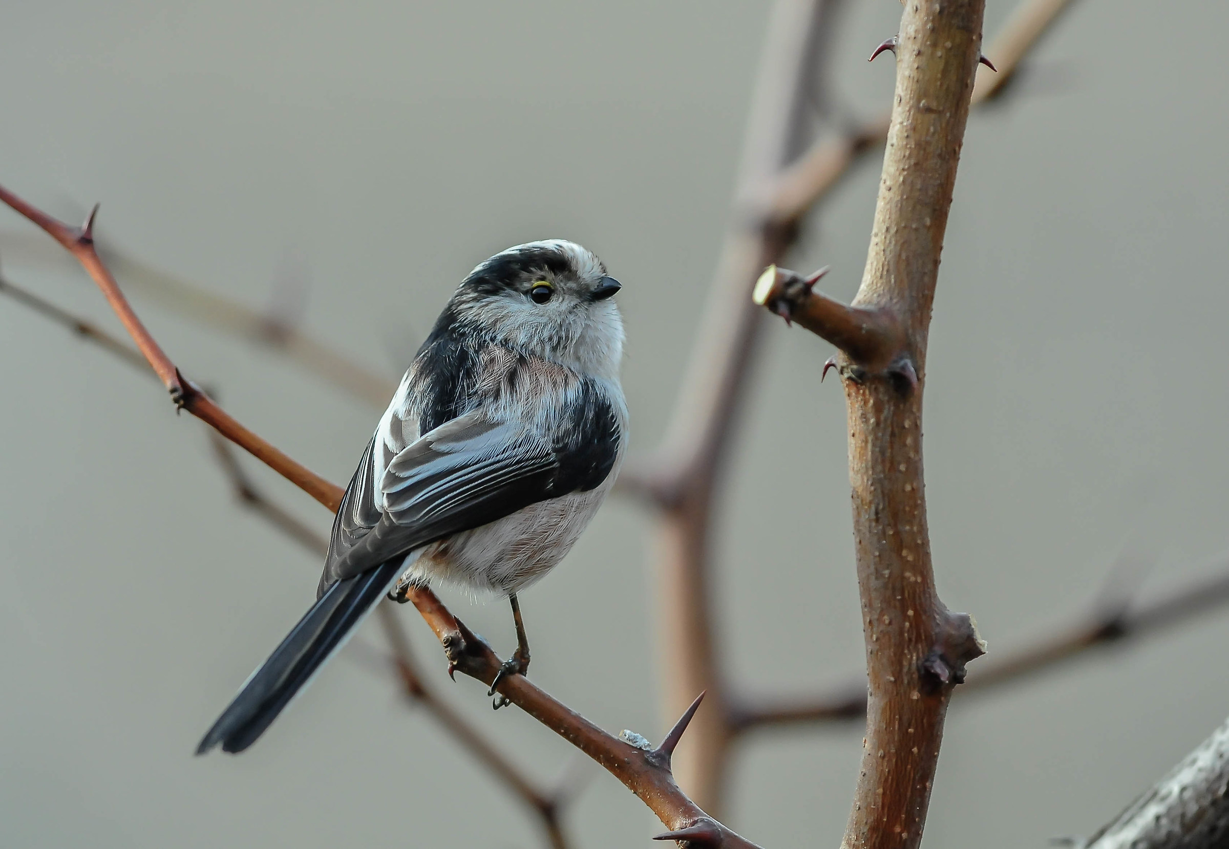 Long-tailed Tit