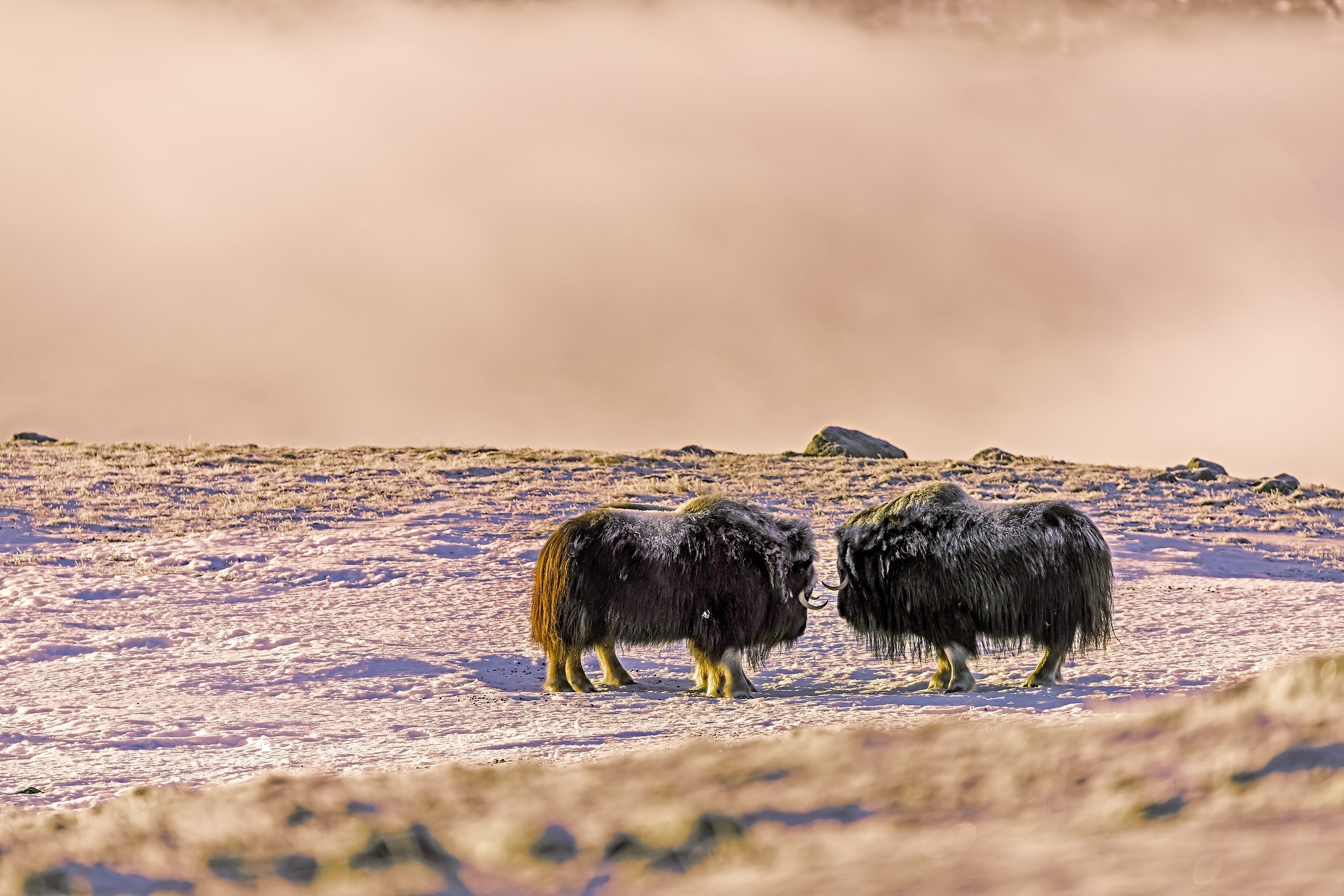 Dovrefjell 2017 - Musk ox, tra la nebbia e il gelo