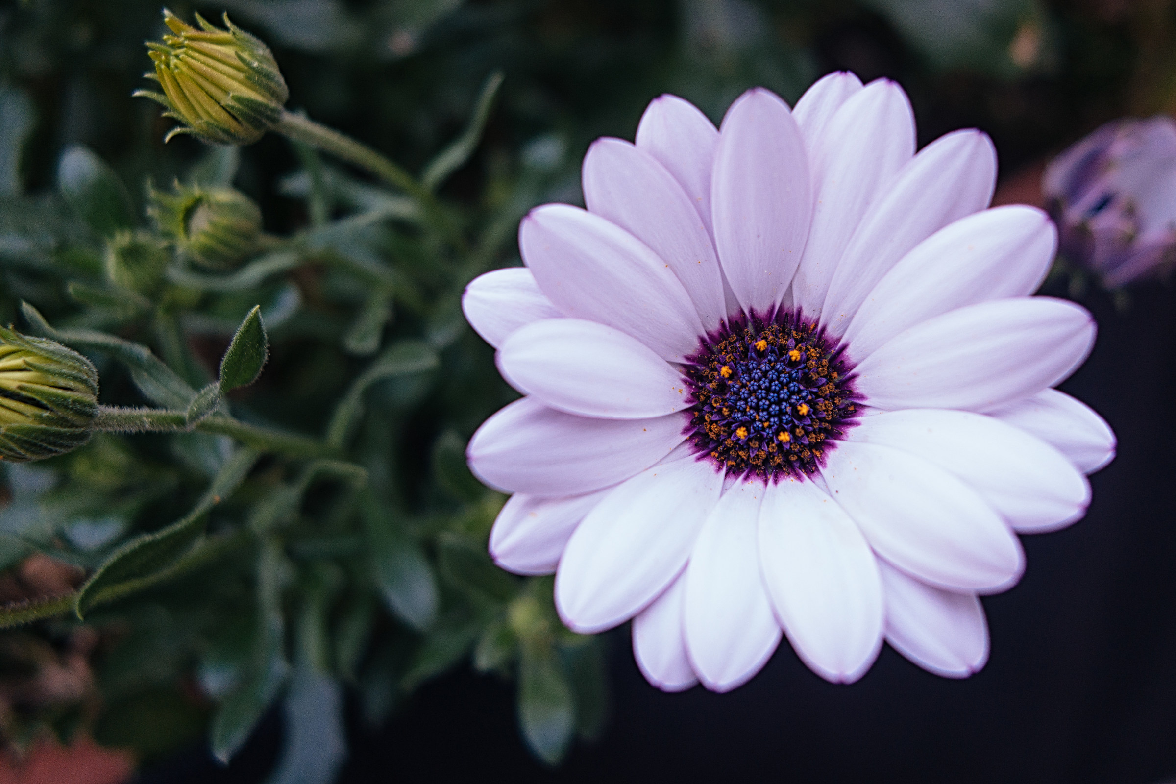 Dimorphotheca, Margherita African or Cape