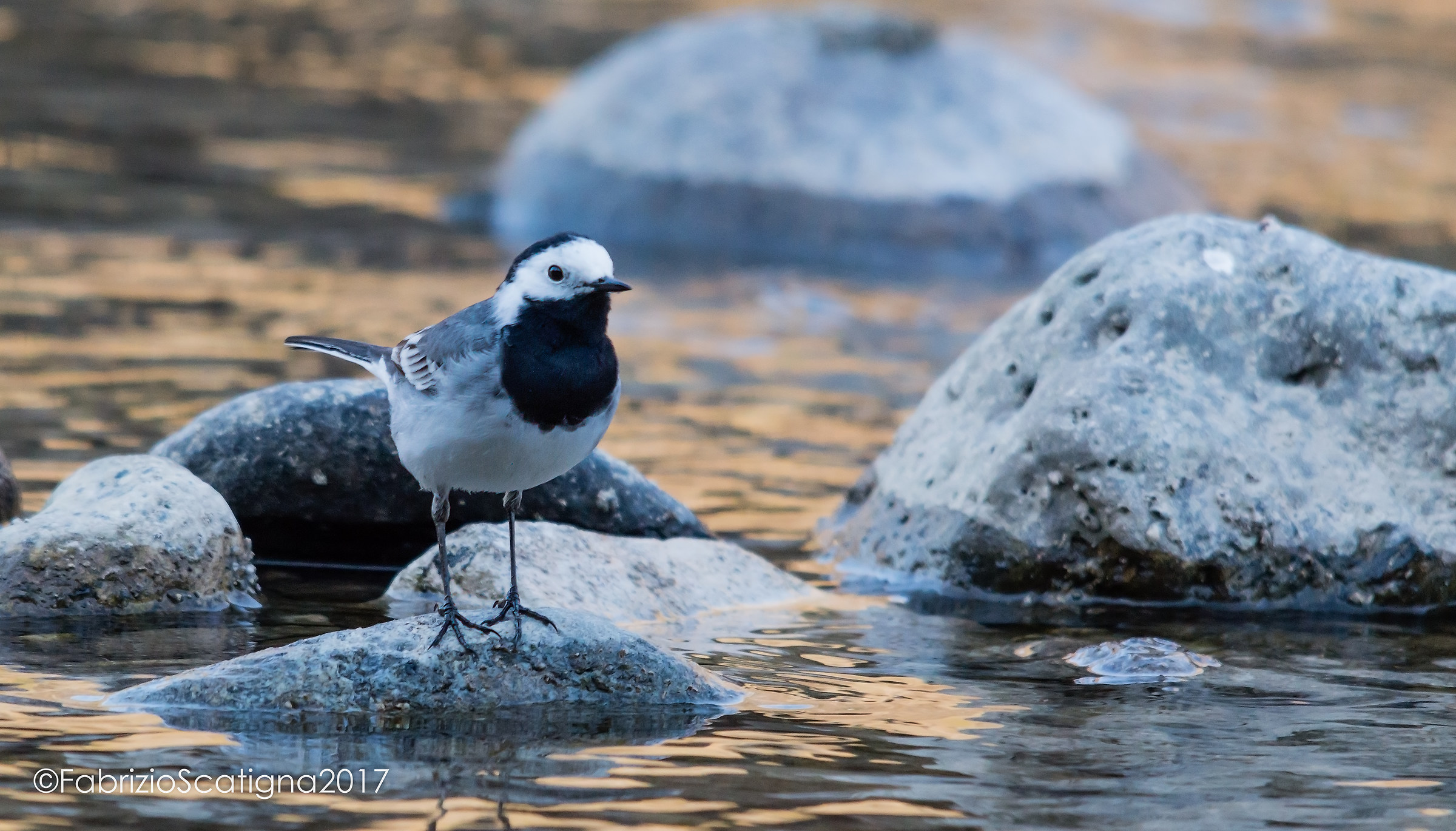 white Wagtail