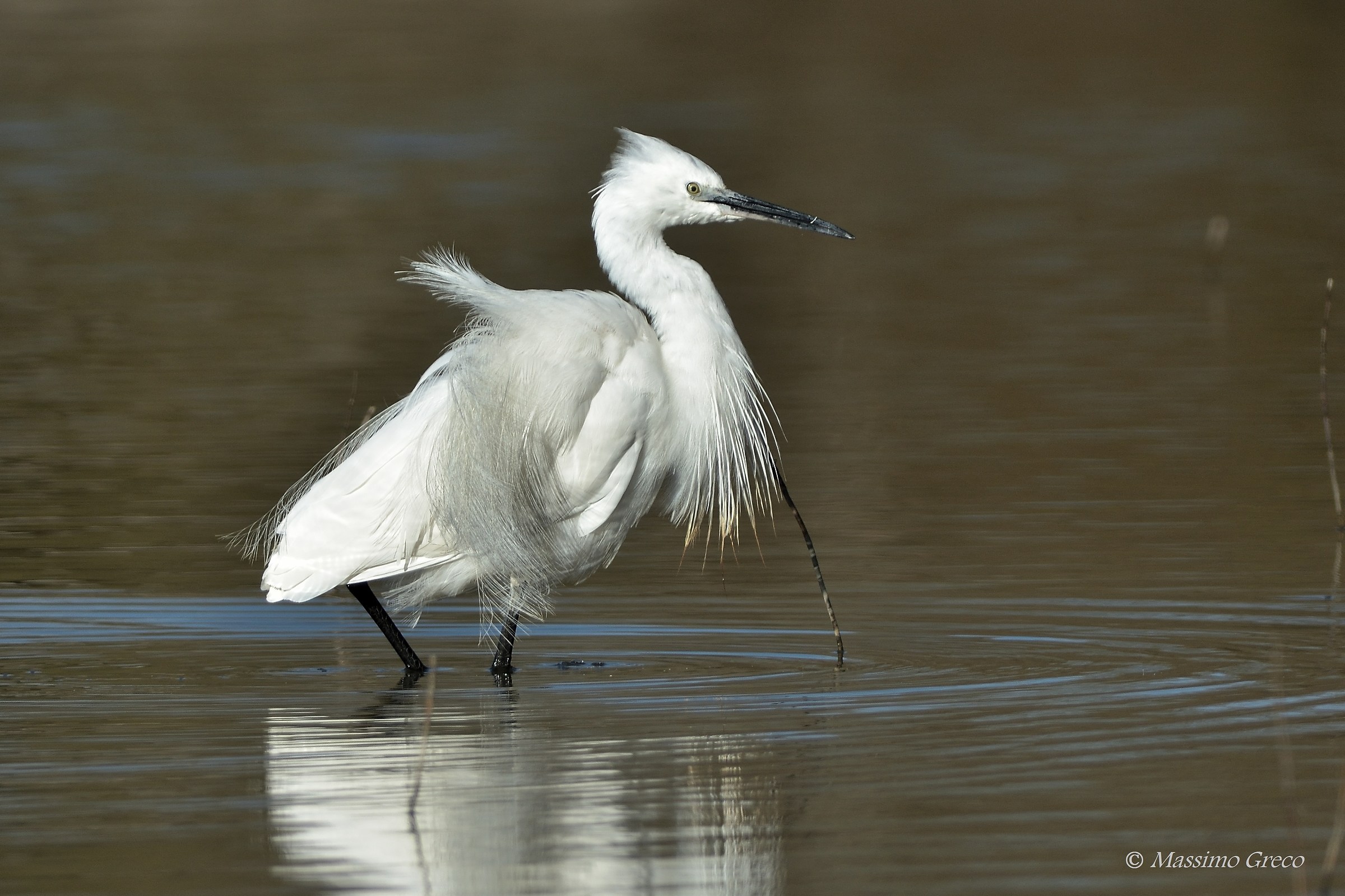 Garzetta un pò arruffata