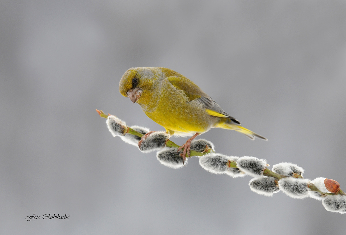 La Primavera è nell'aria...