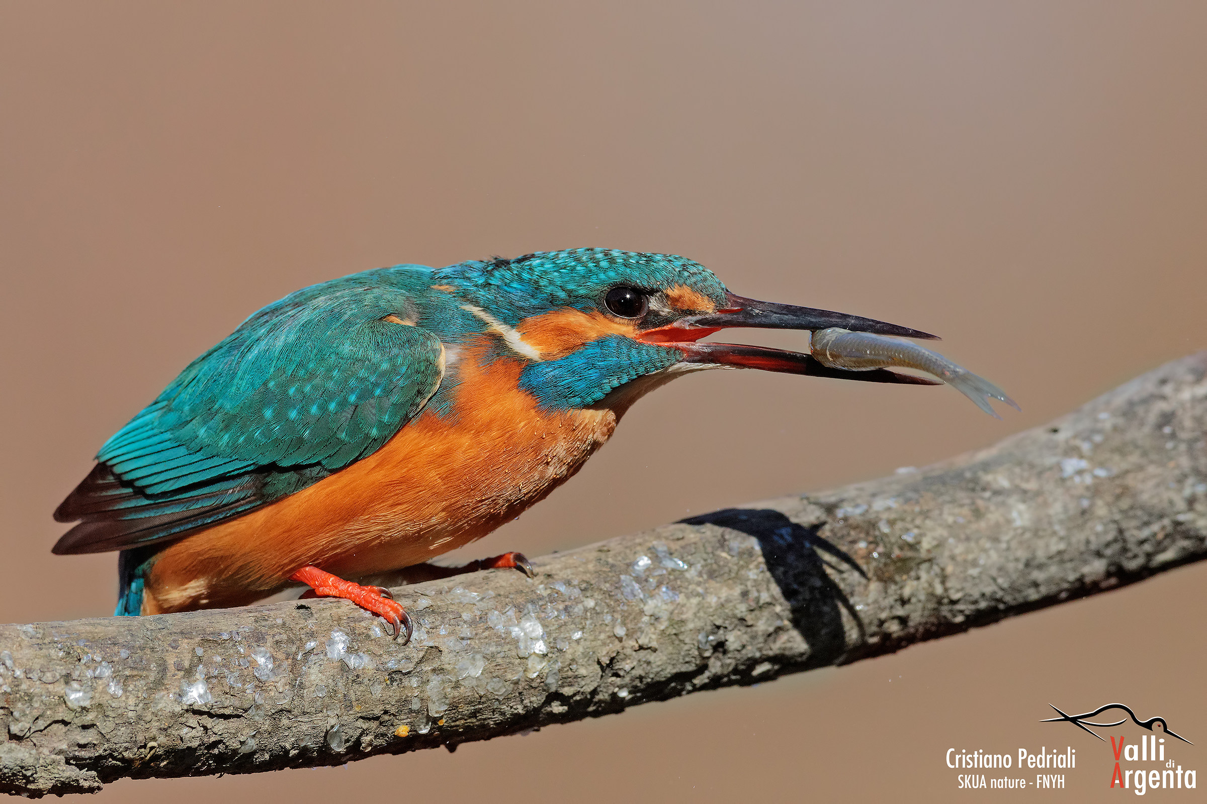 King Fisher