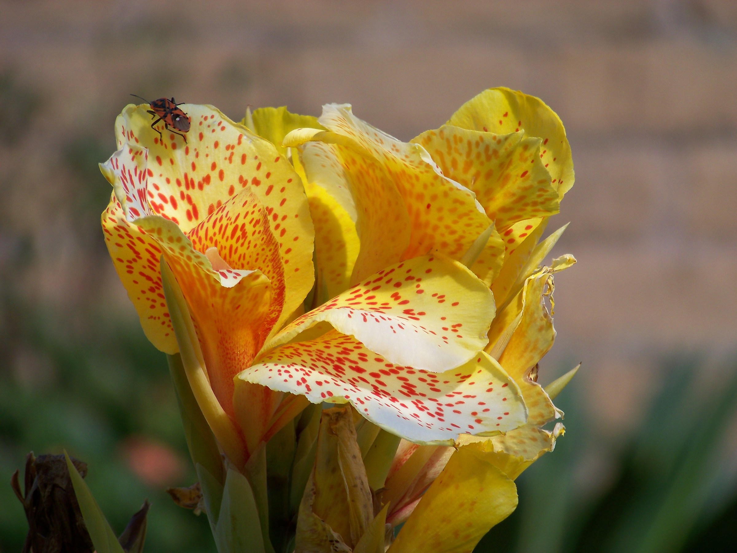 Anticipi di primavera