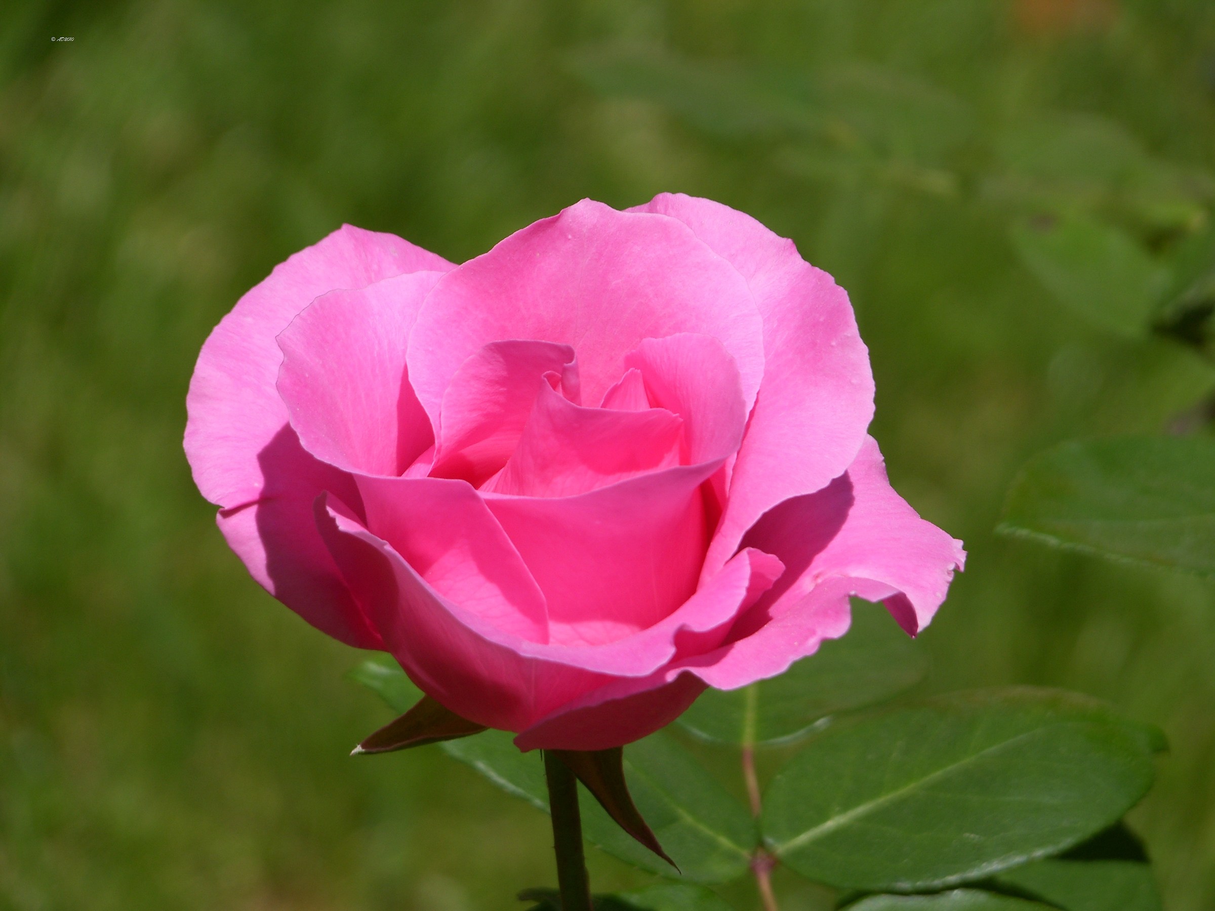 Una rosa è sempre una rosa