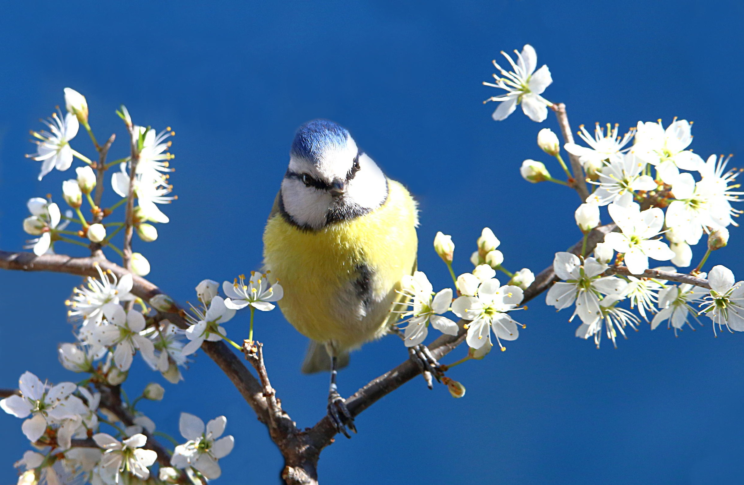 Tit spring