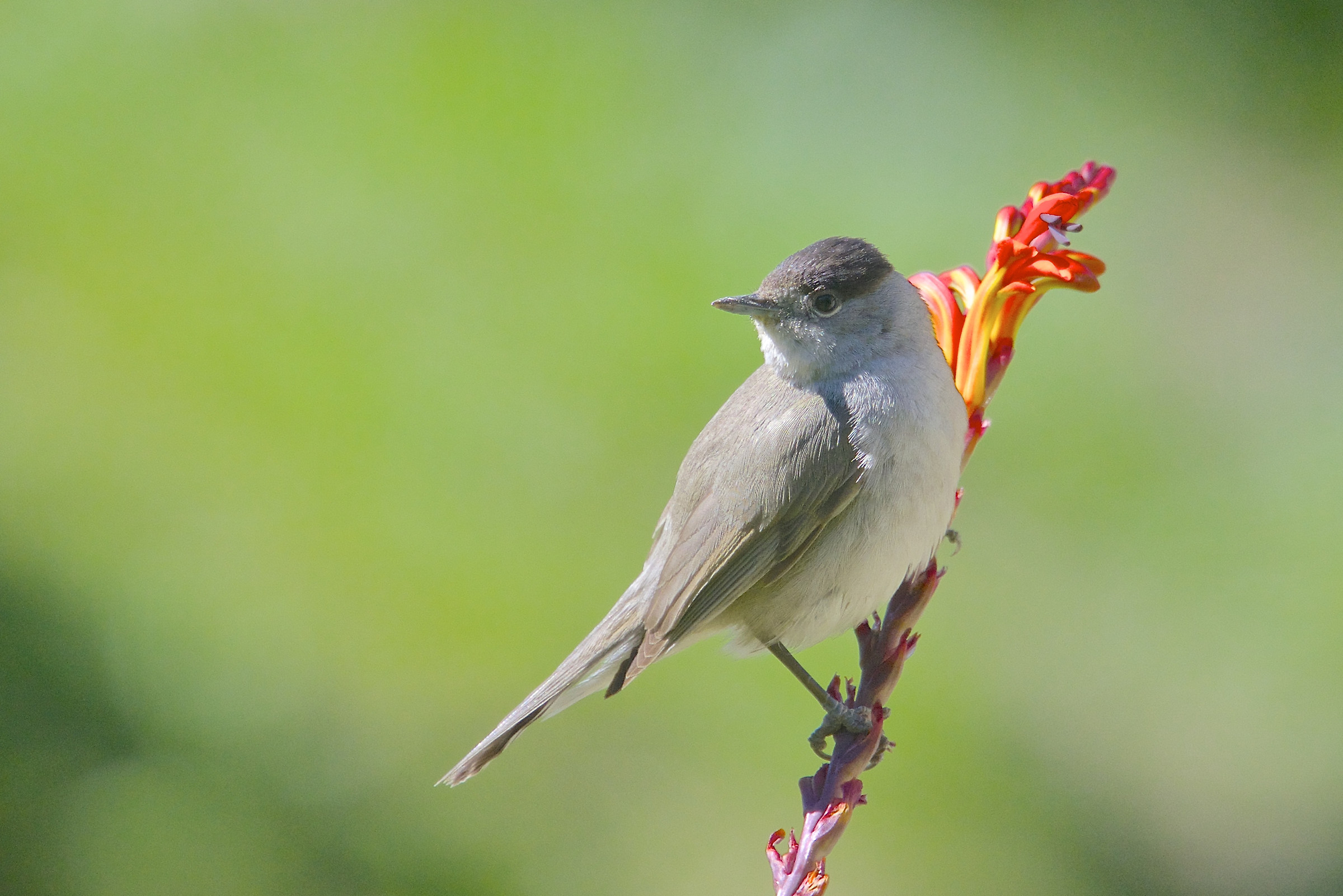 Blackcap