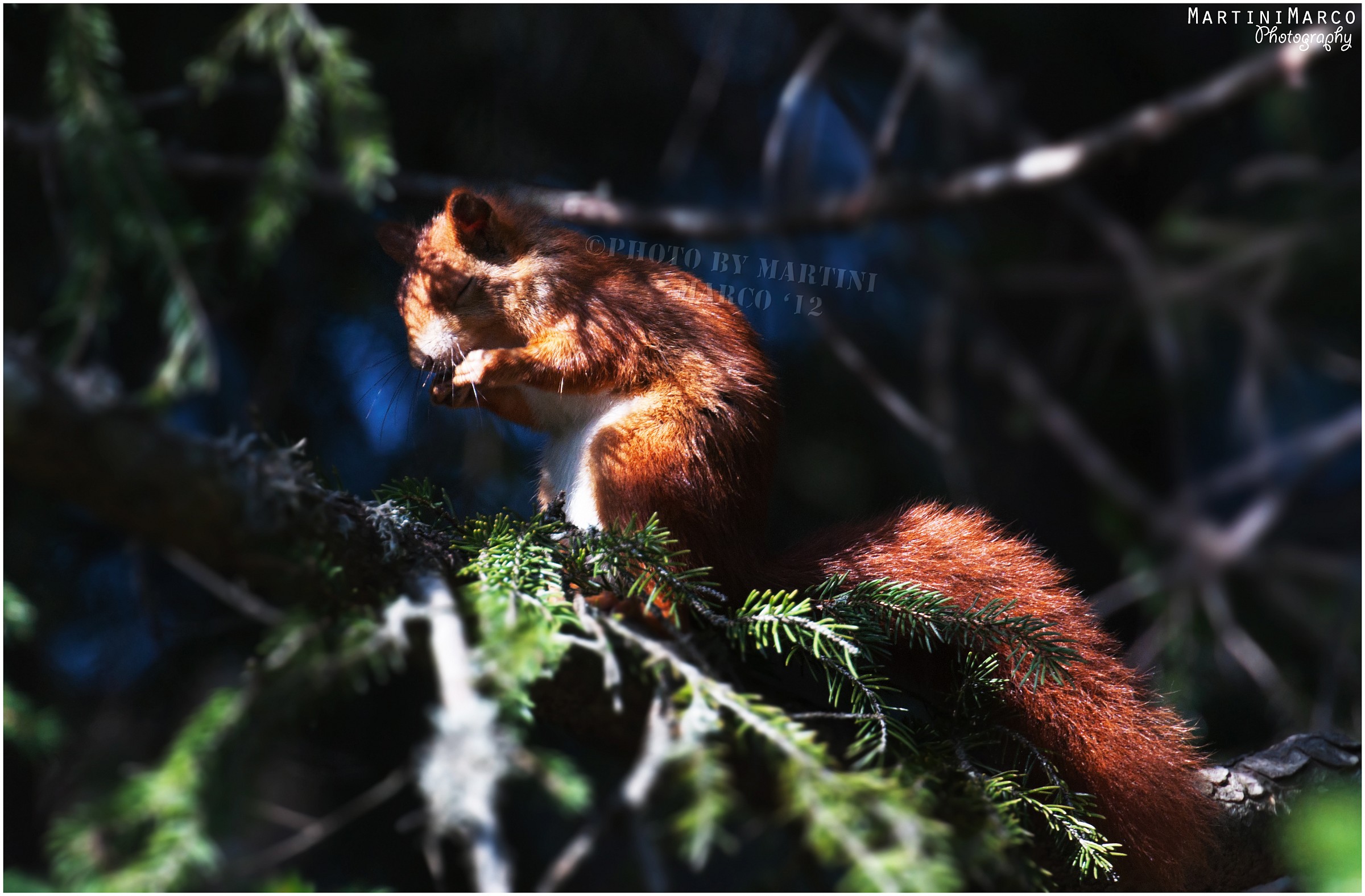 Preghiera nella chiesa sull' albero