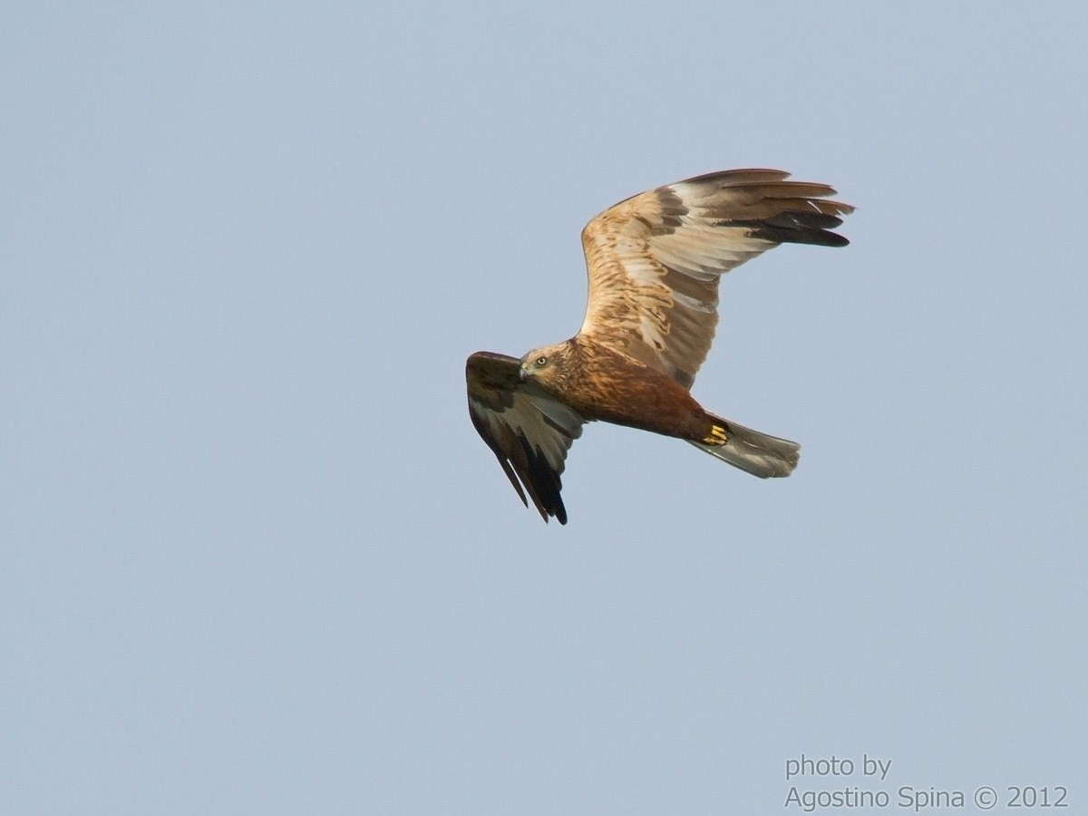 Marsh Harrier