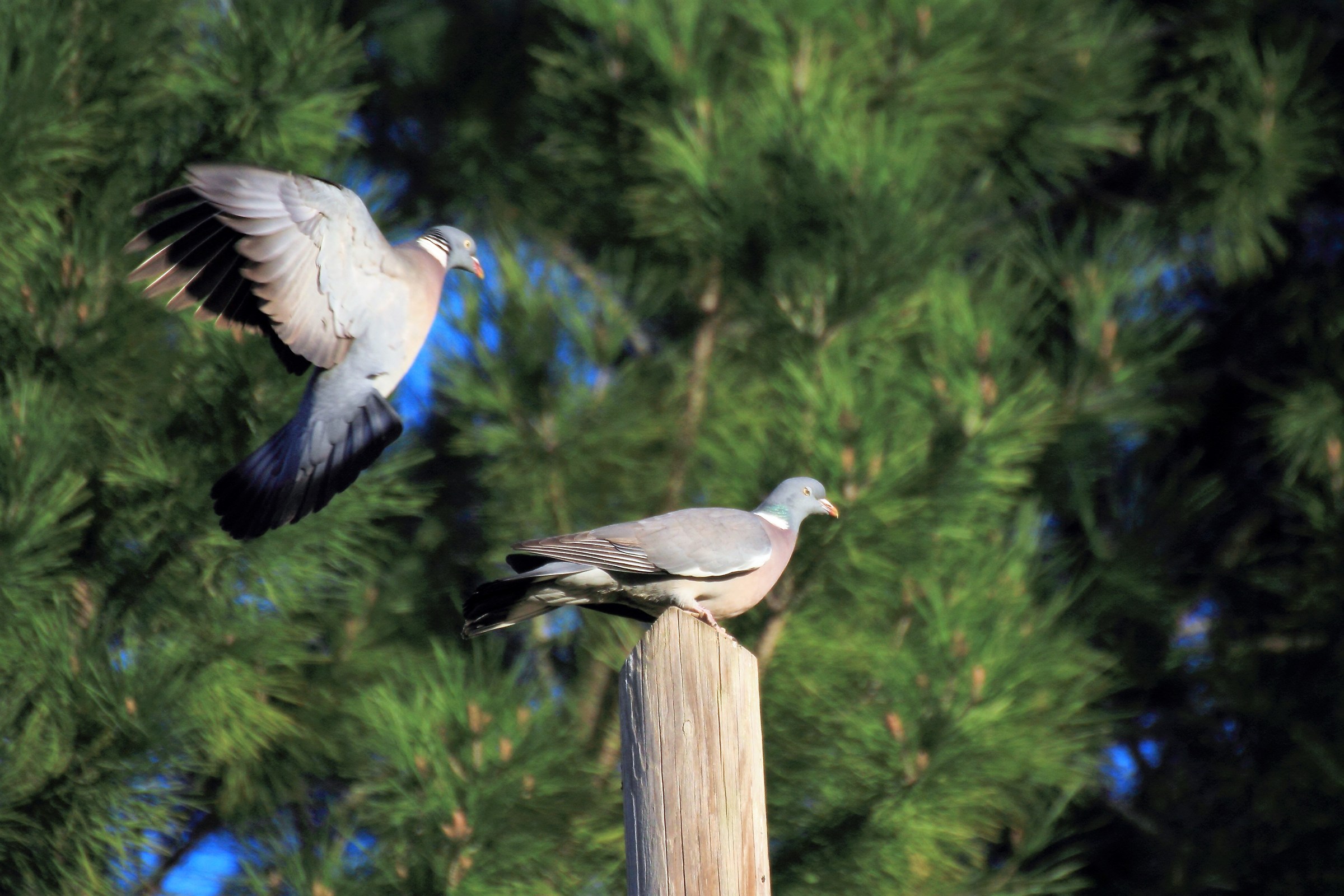 coppia di colombacci