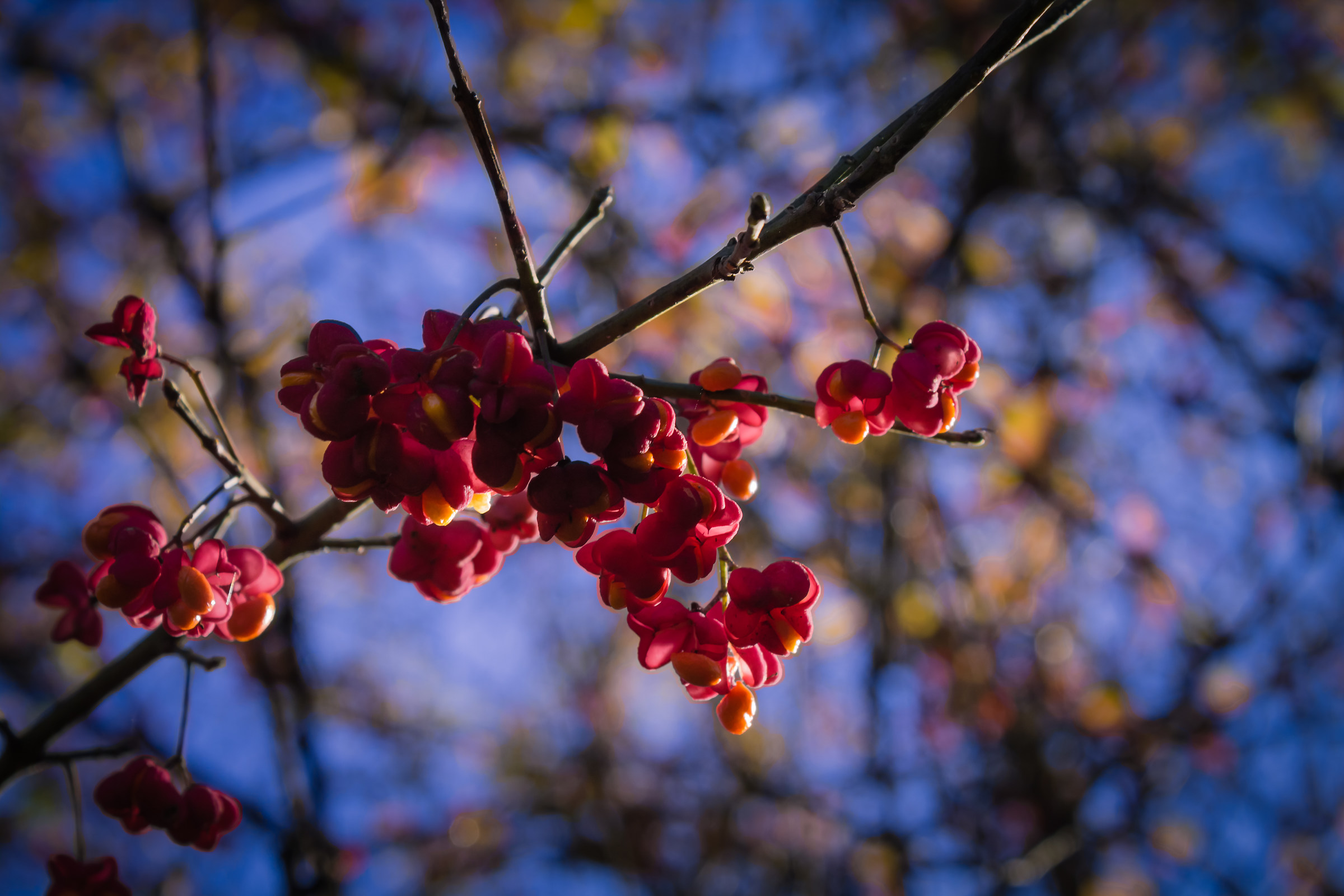 Primavera in inverno