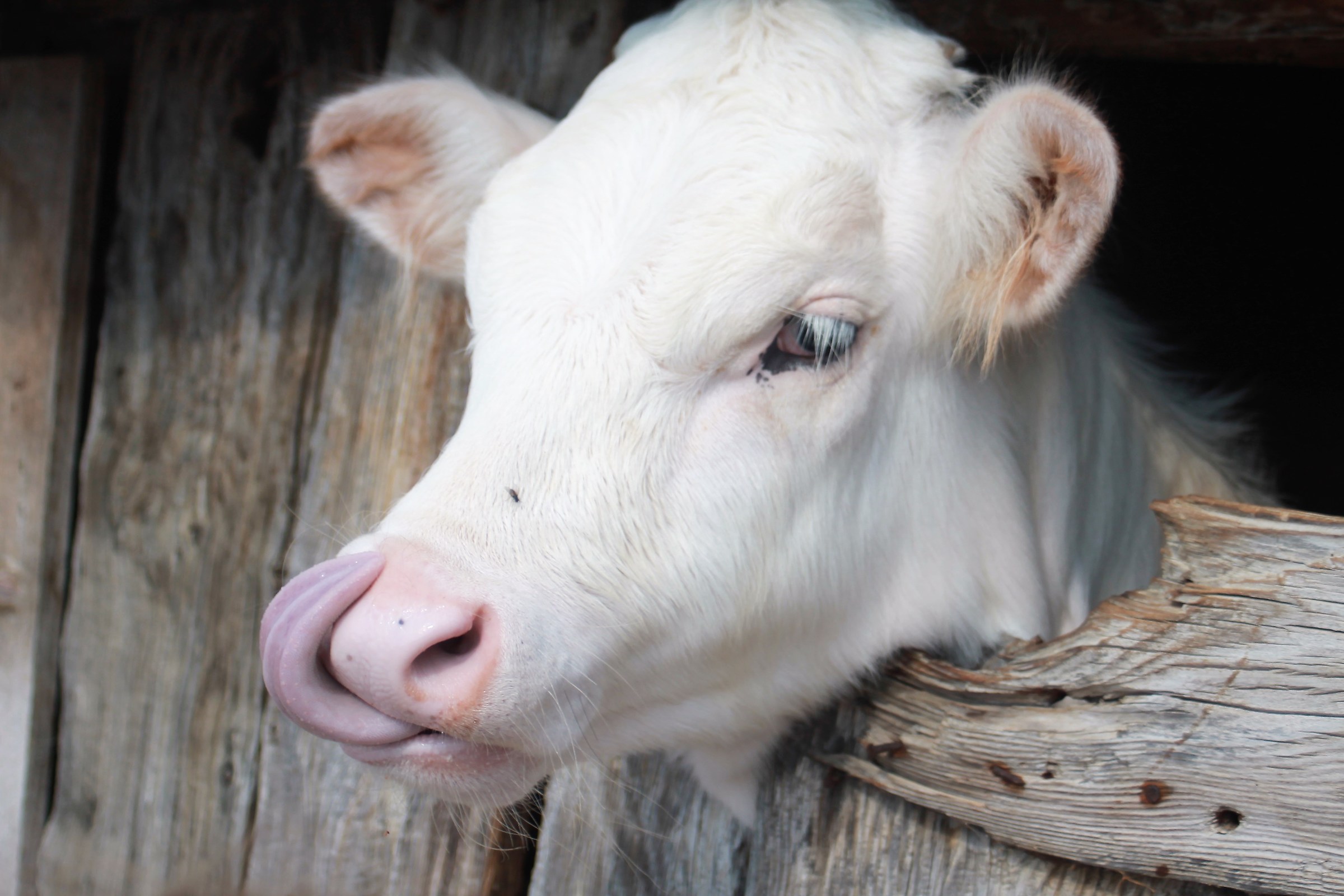 bianca come il latte