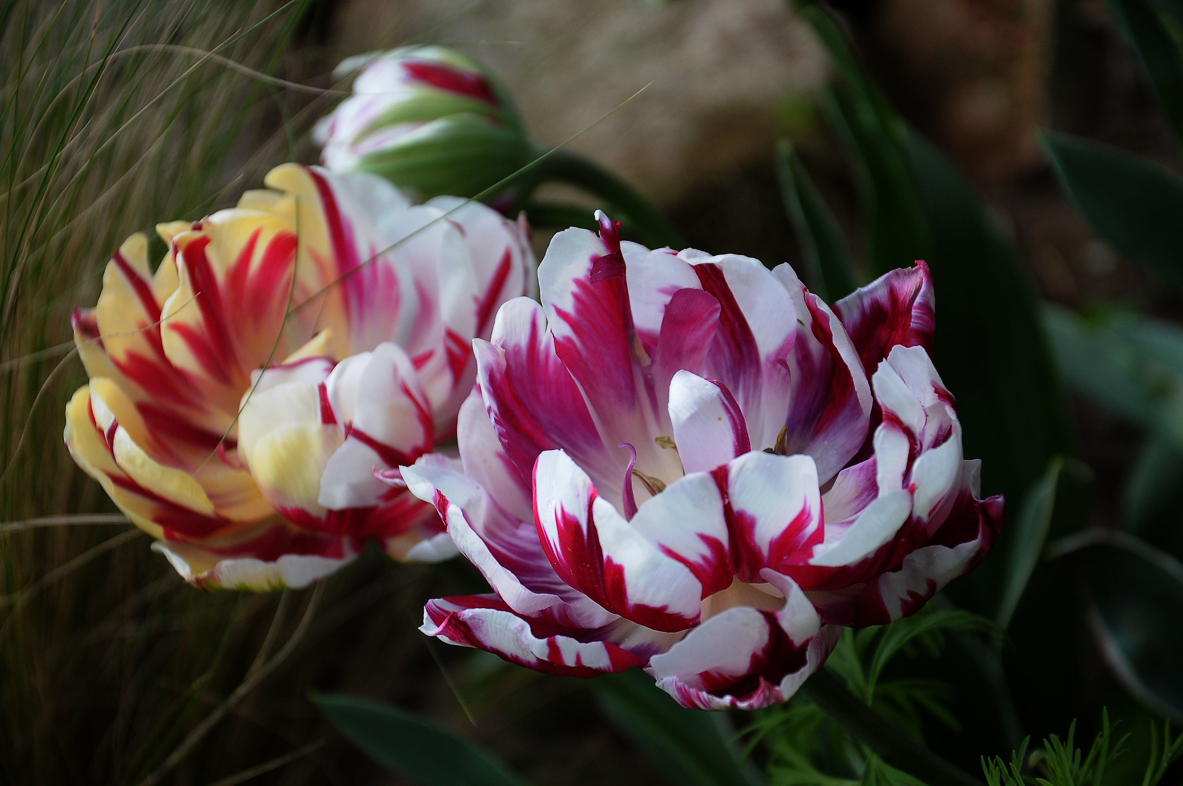 Tulip "Carnaval de Nice"