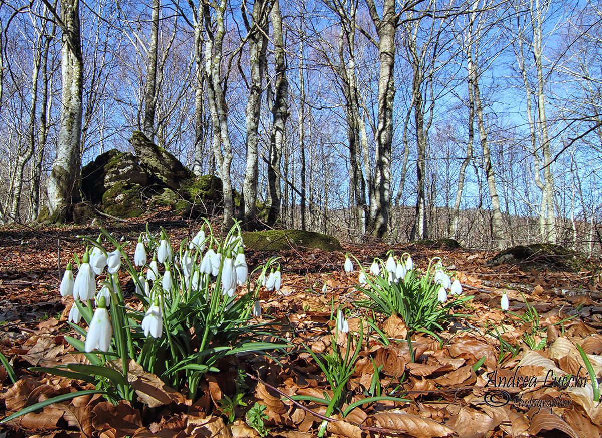 snowdrops ambientati