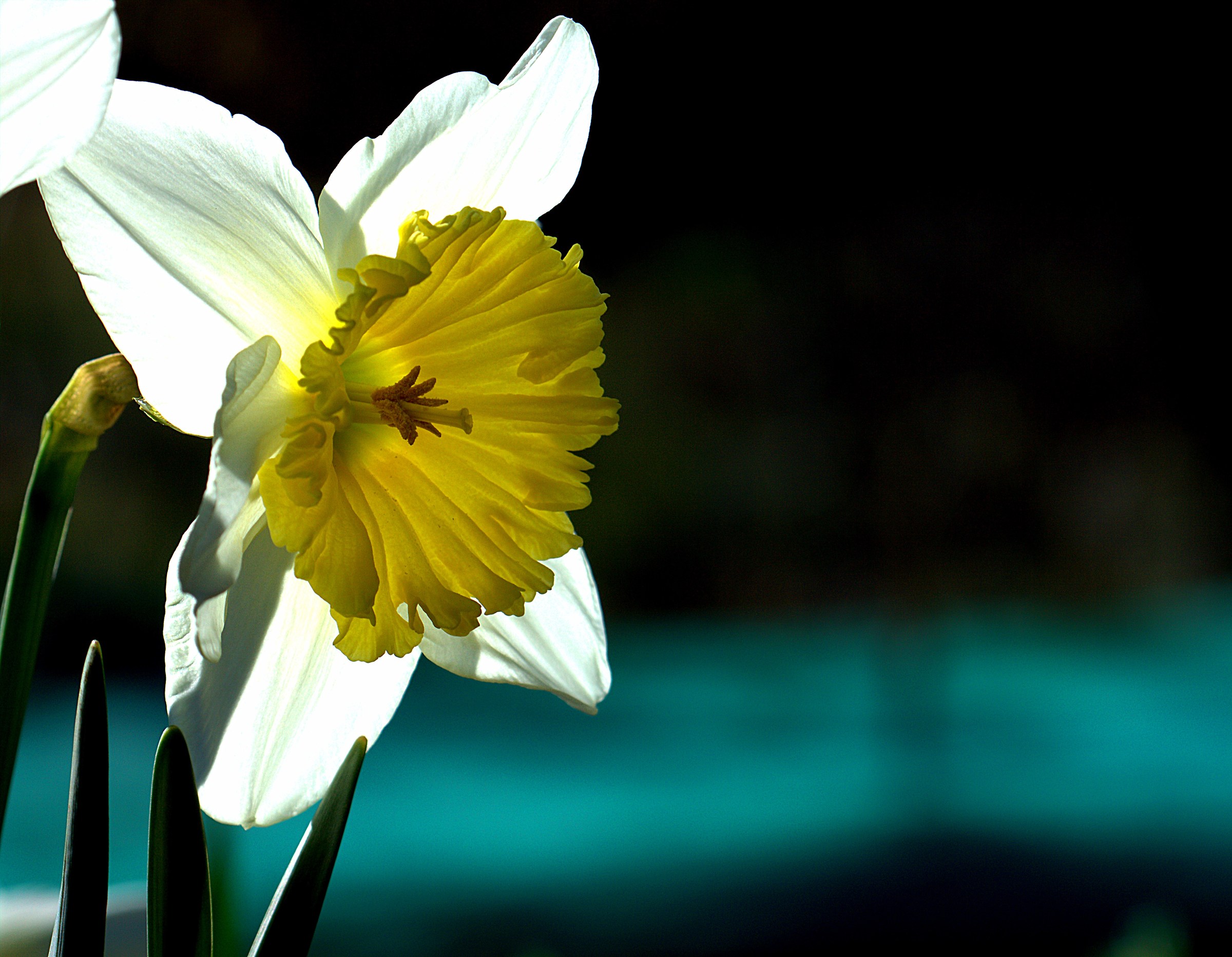 La primavera in anticipo