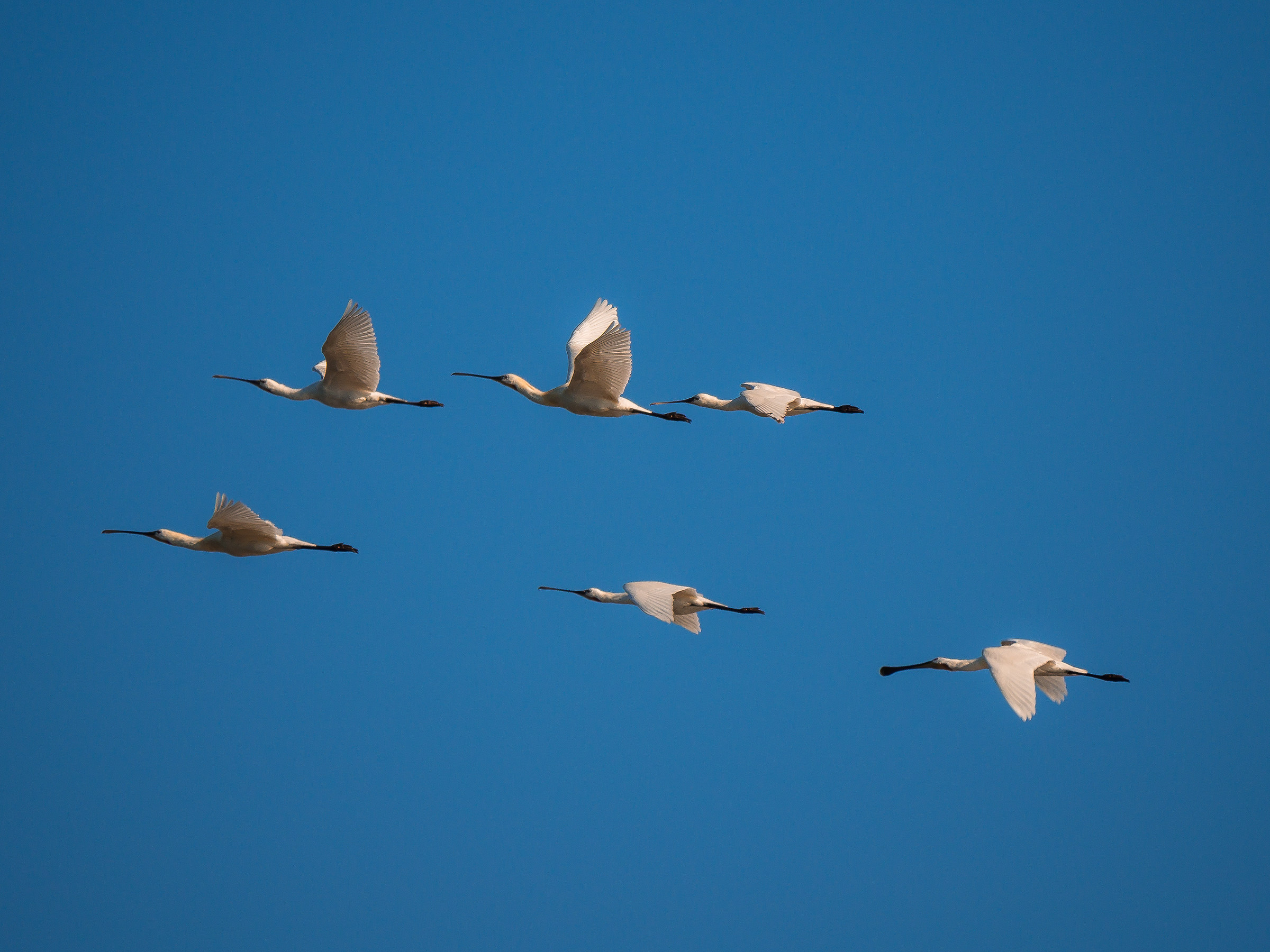 Flock Of Spatulas # 2