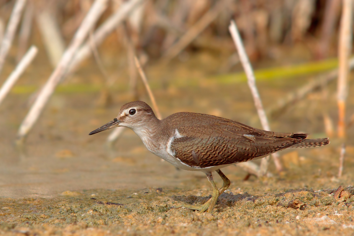Sandpiper