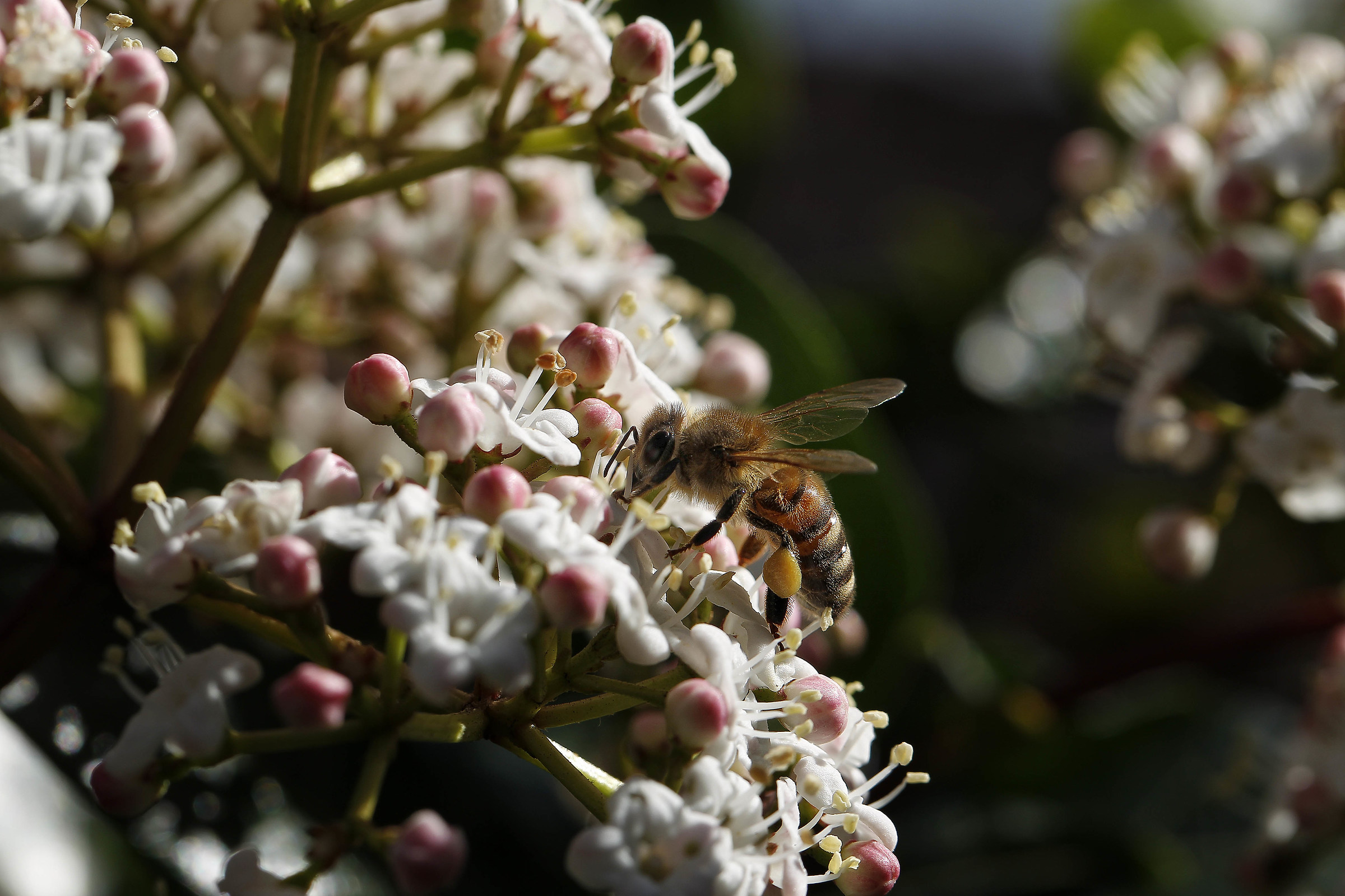 the first macro in my life