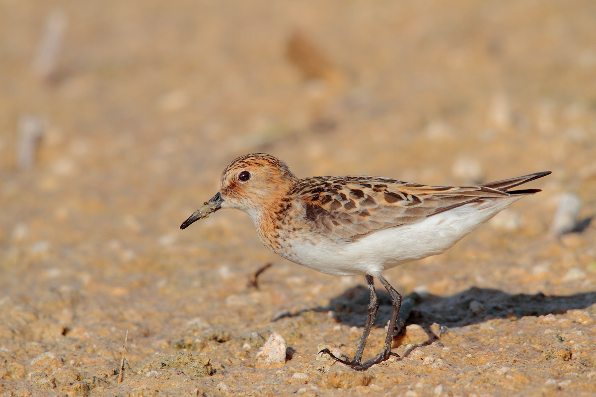 Little Stint