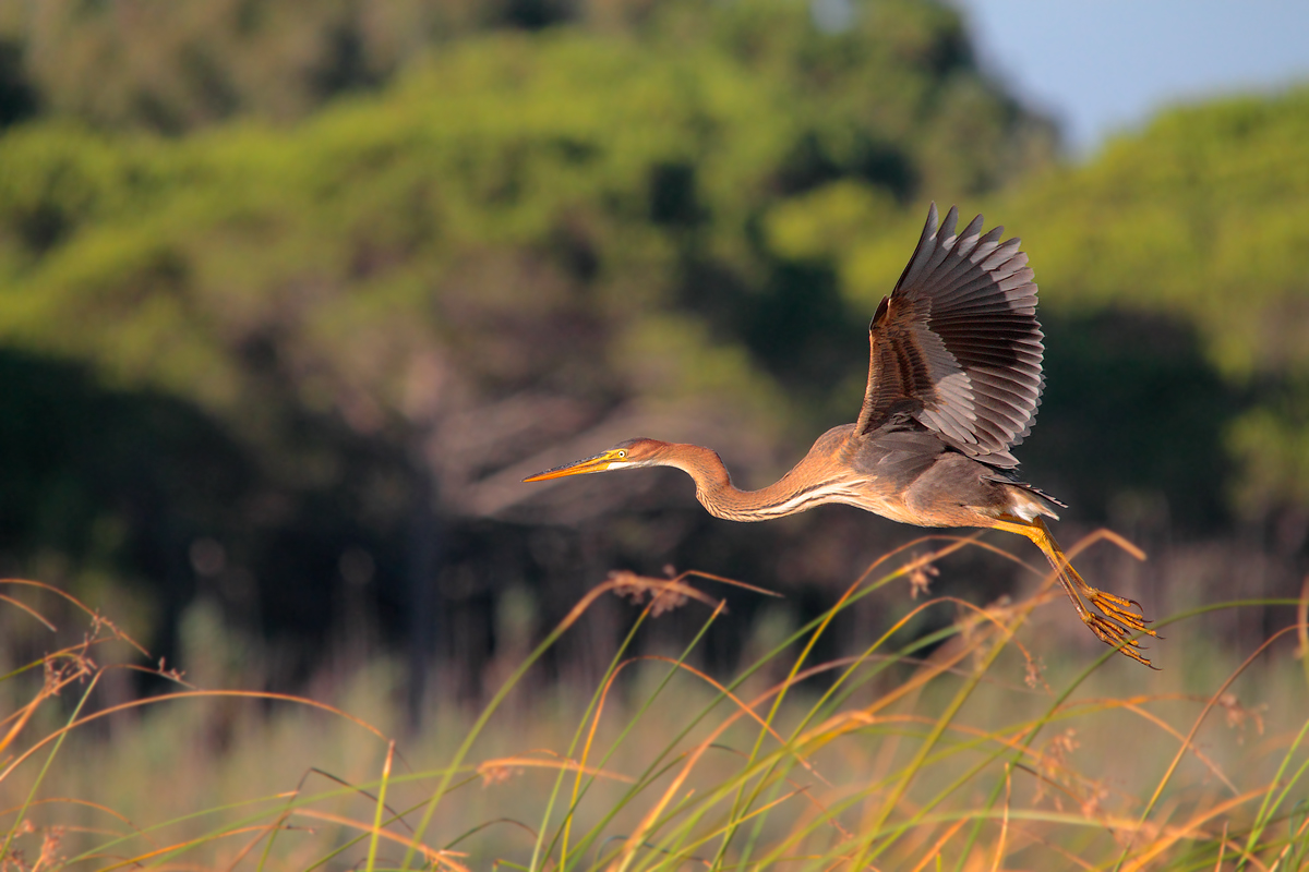 Purple Heron