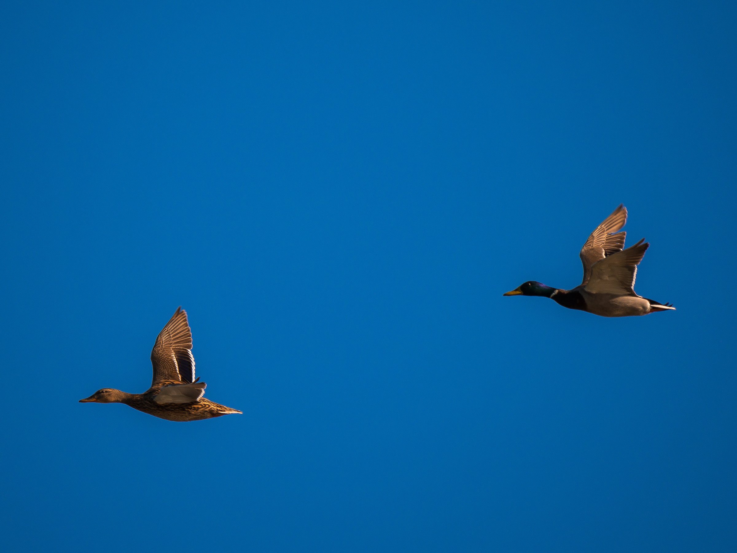 Germano Reale couple