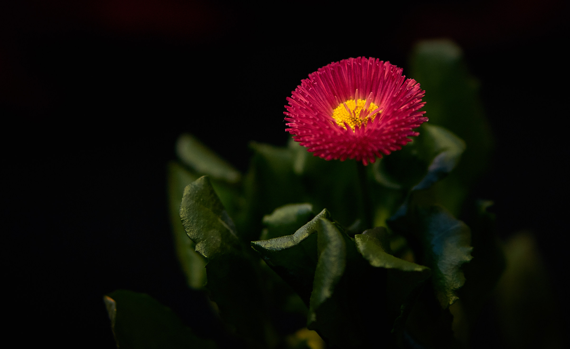 Bellis perennis (banutei)