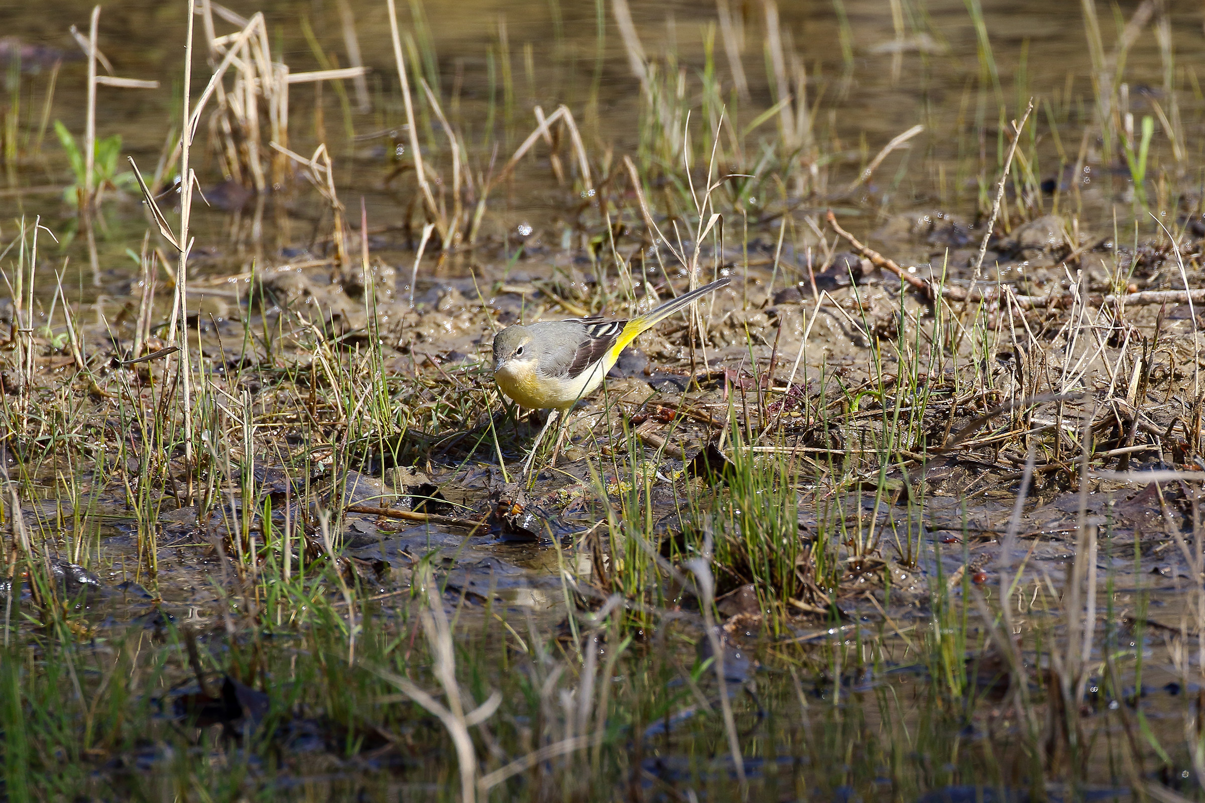 Ballerina Yellow Acclimatized