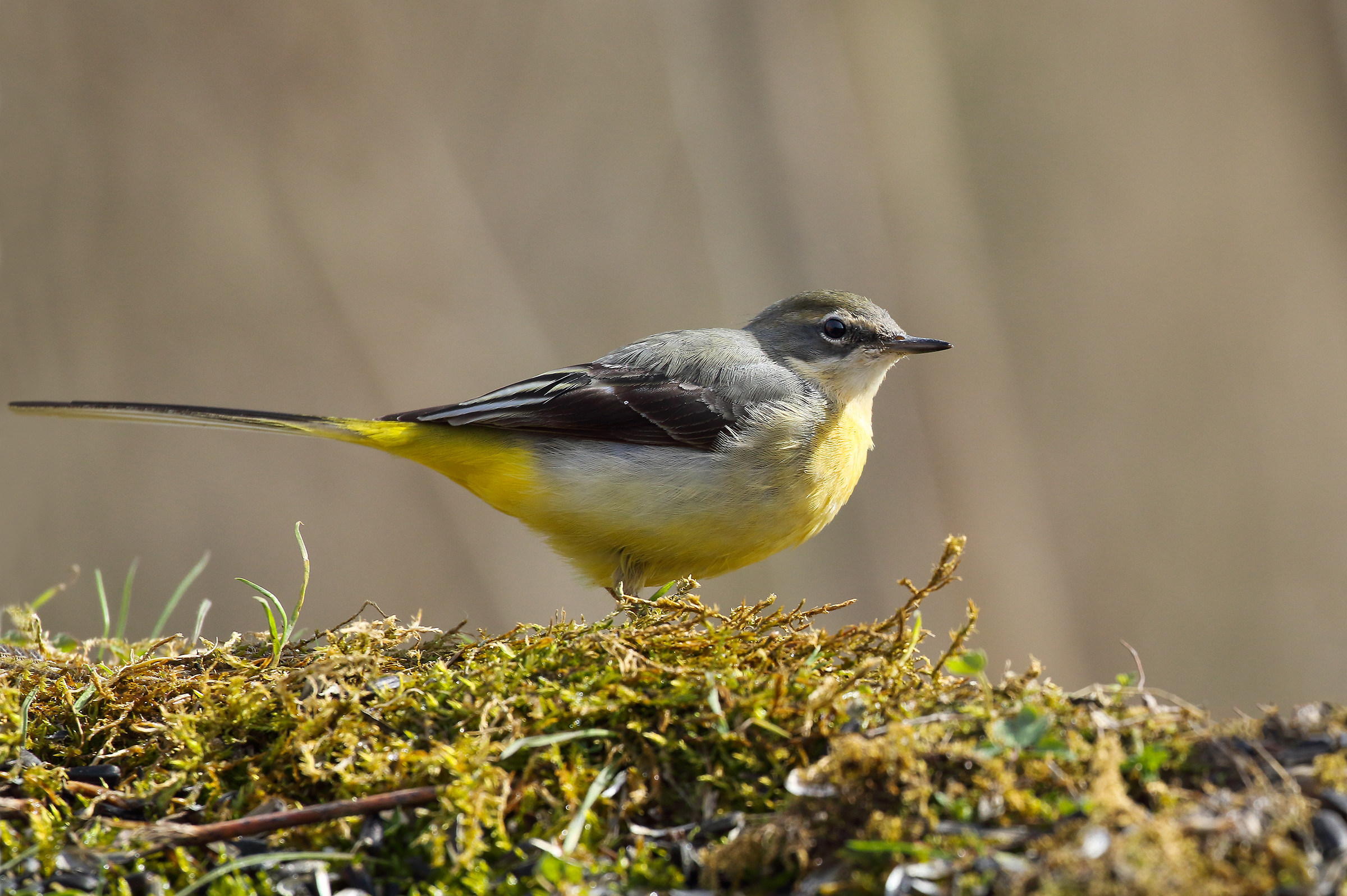 Yellow Wagtail