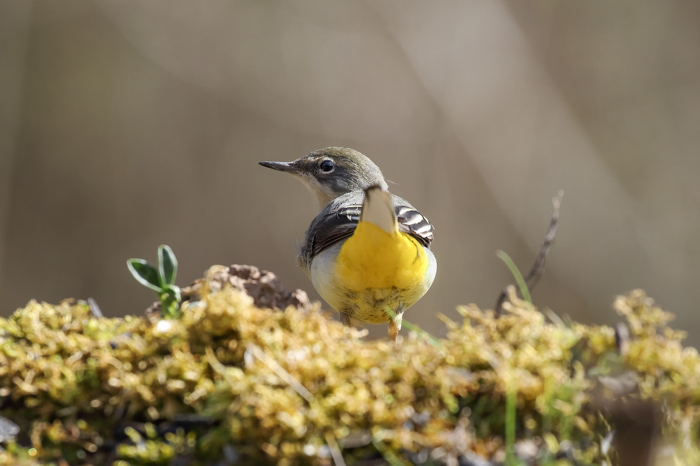 Yellow Wagtail