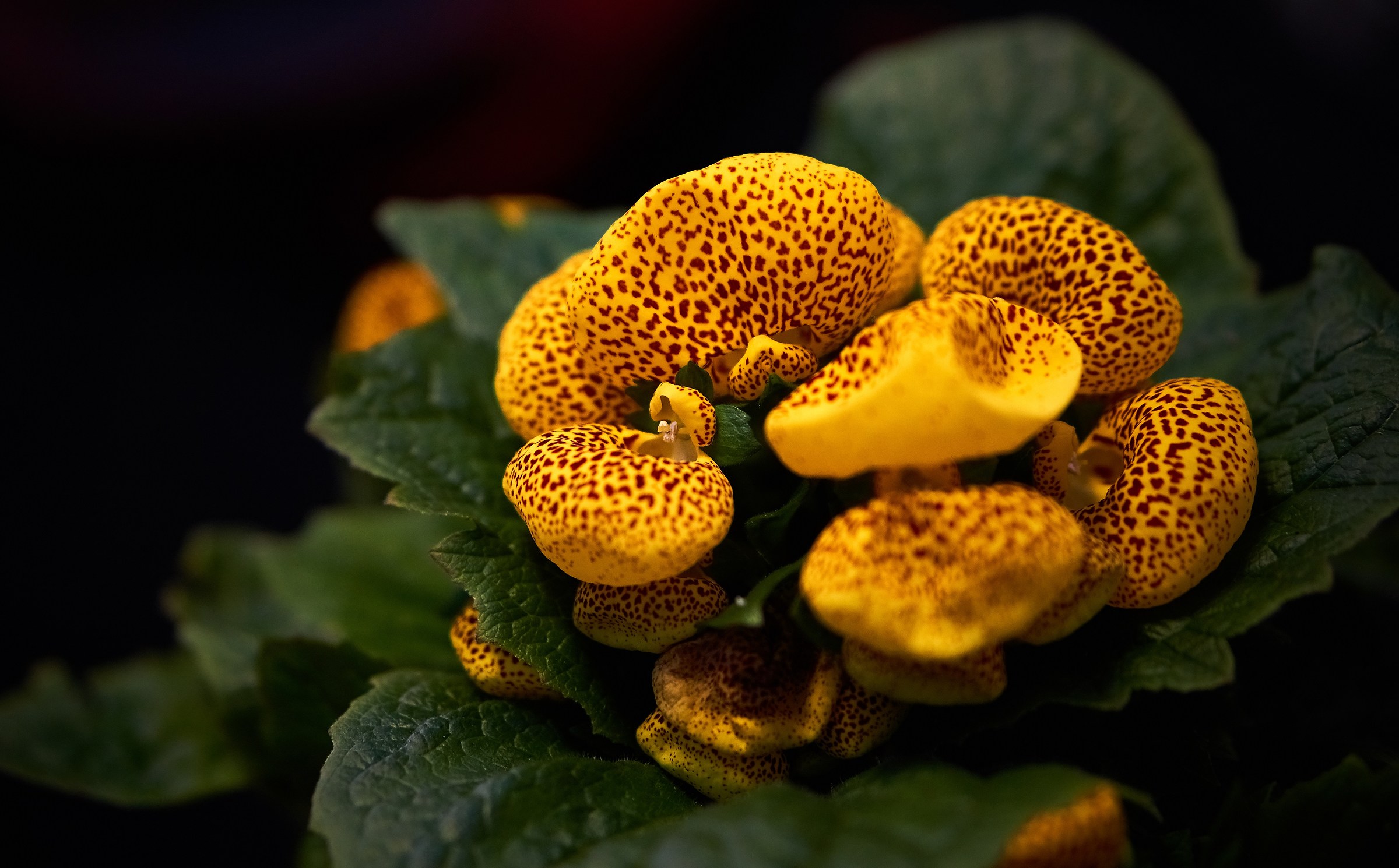 Calceolaria