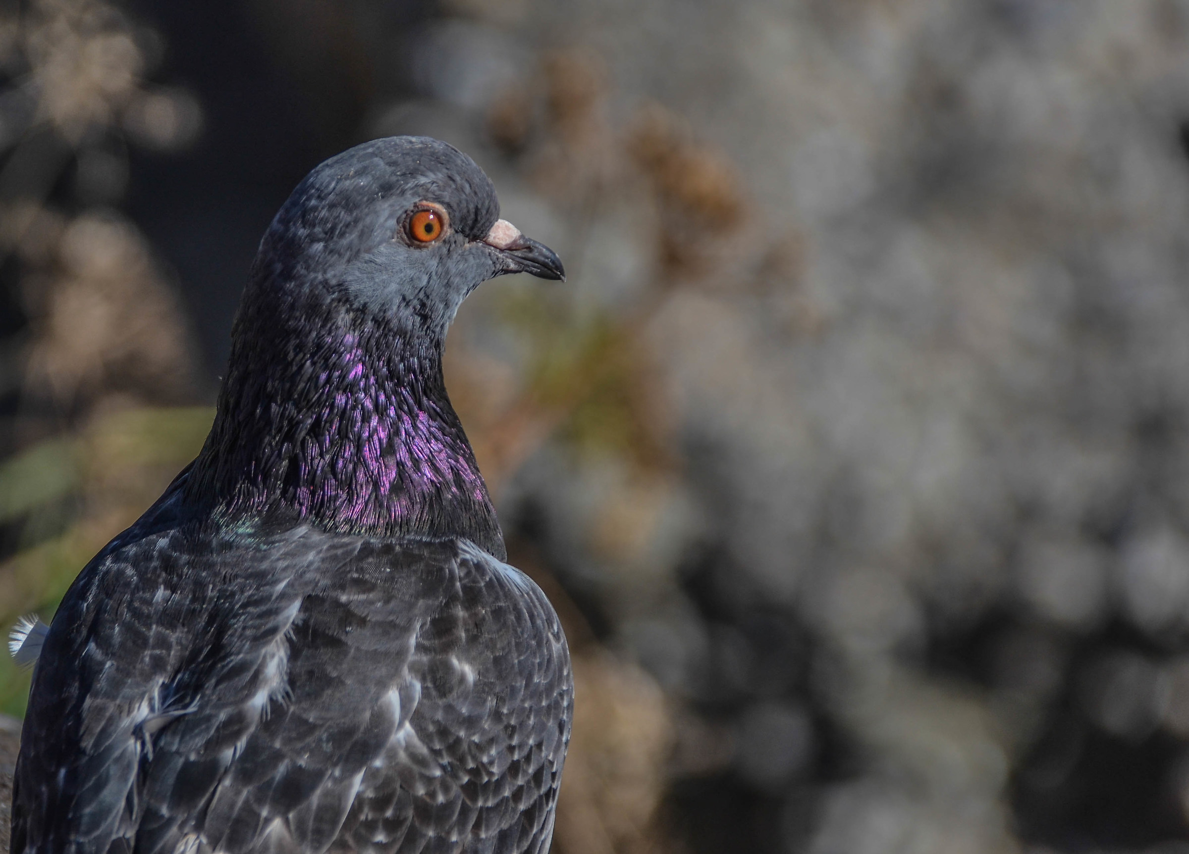 Dreaming of the alps