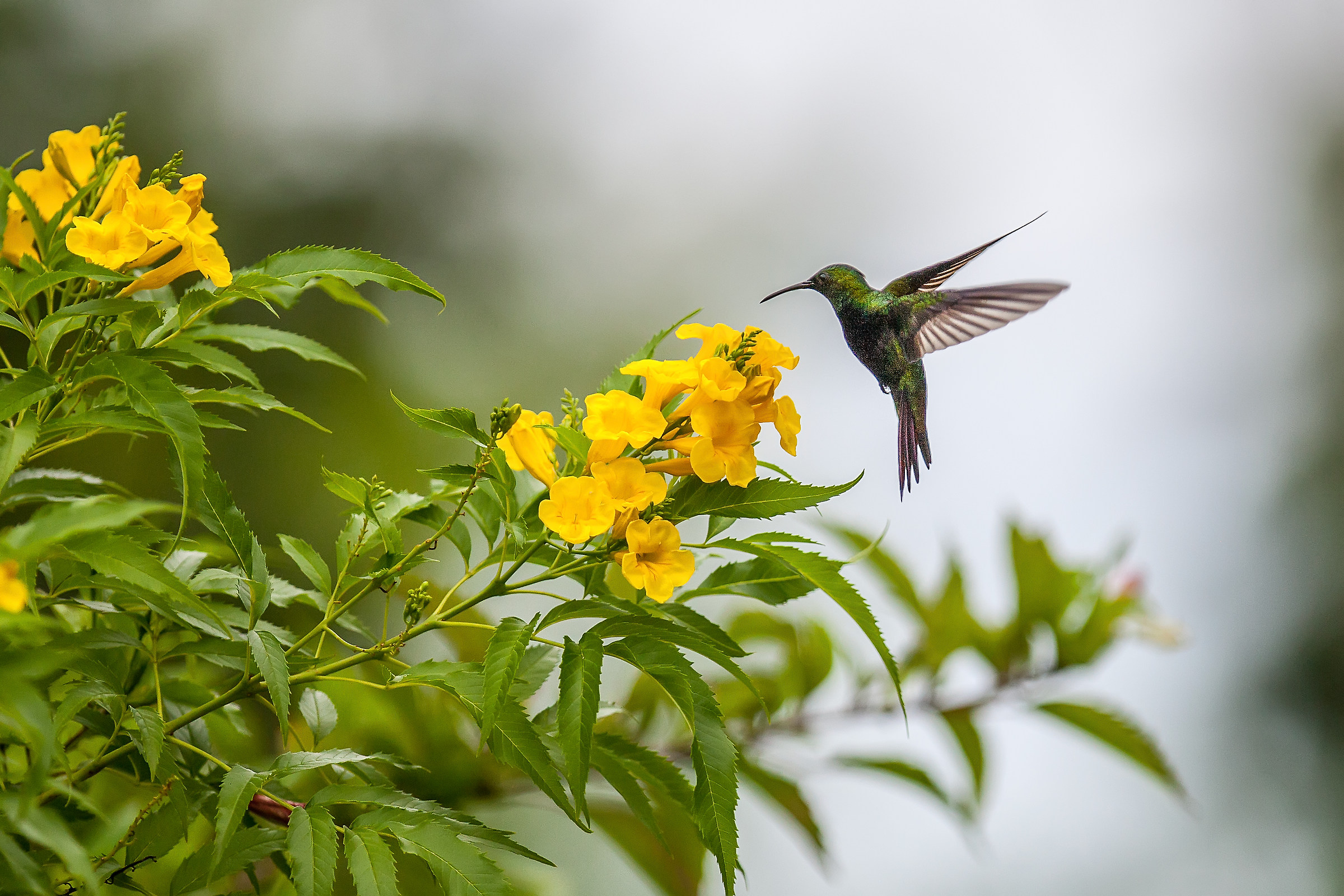 Colibri' nei Caraibi