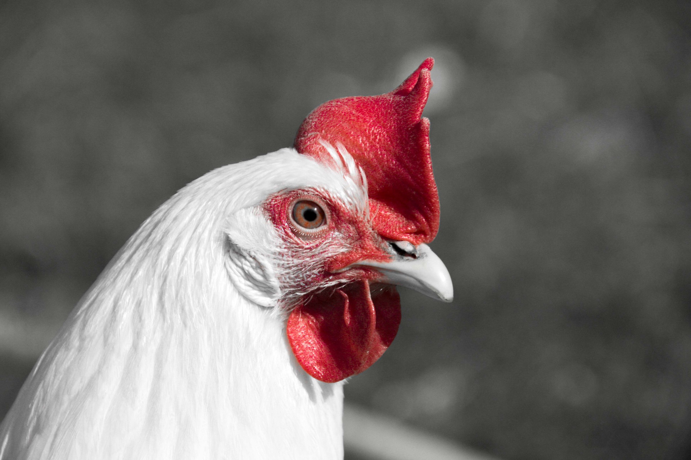 October - The white hen