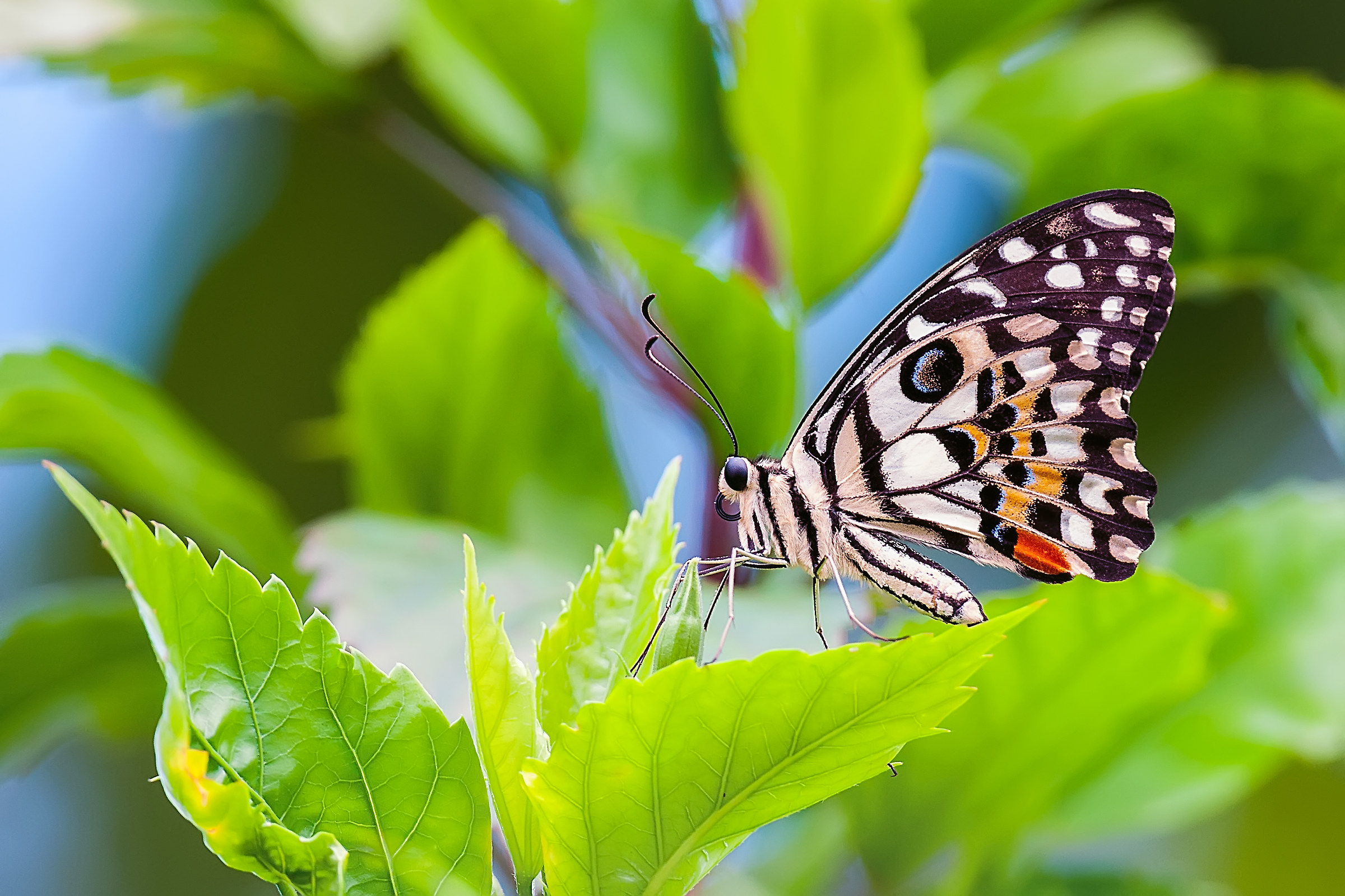Macaone in the Caribbean