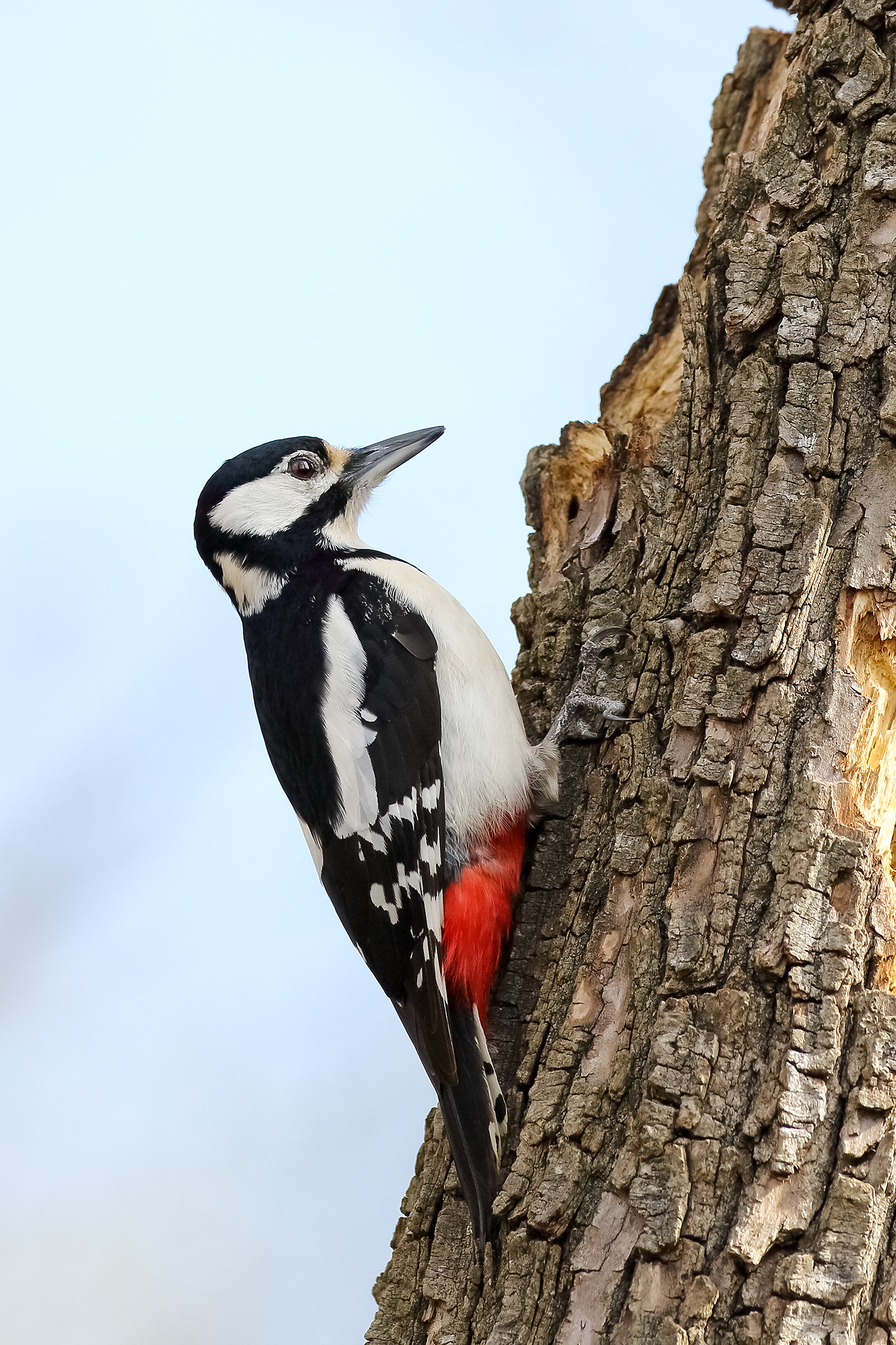 Spotted Woodpecker