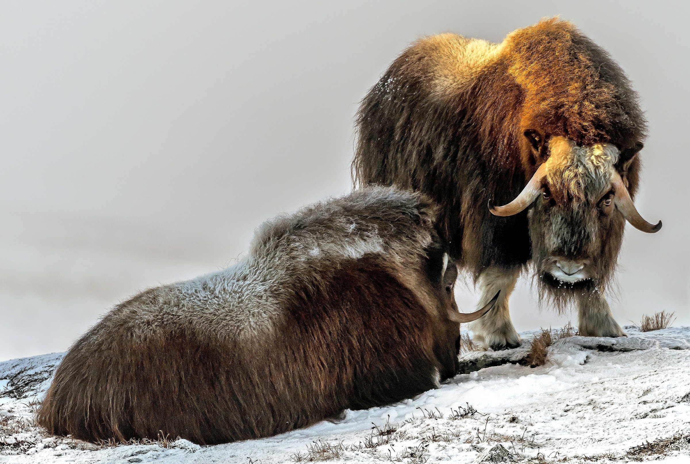Dovrefjell 2017 - Musk ox, tra la nebbia e il gelo