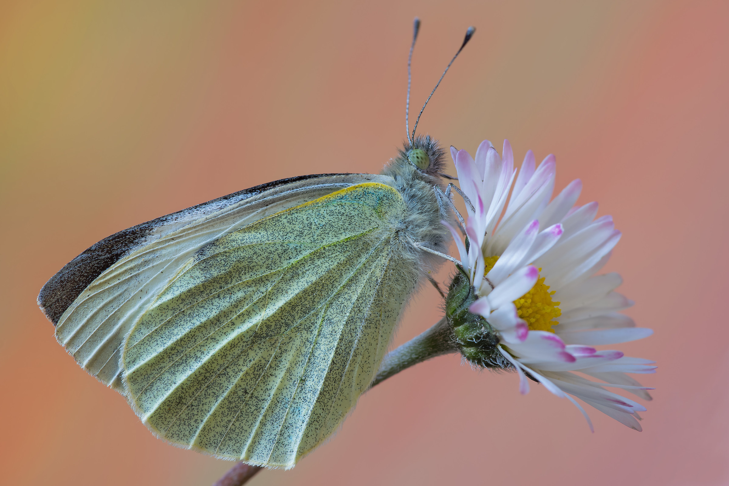Pieris sp. - March 11, 2017