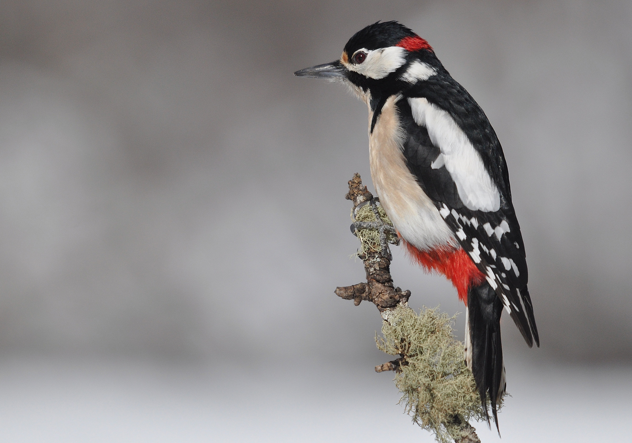 Maschio di picchio rosso maggiore...