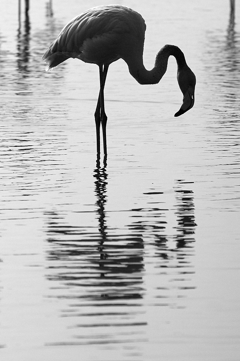 fenicottero in controluce