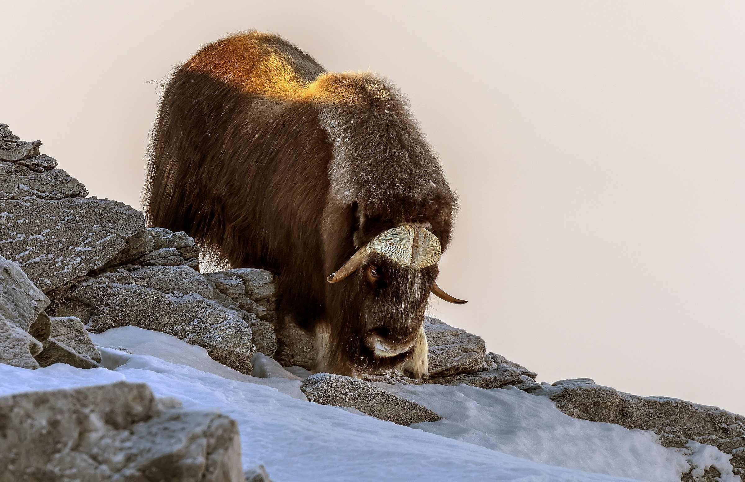 Dovrefjell 2017 - Musk ox, tra la nebbia e il gelo