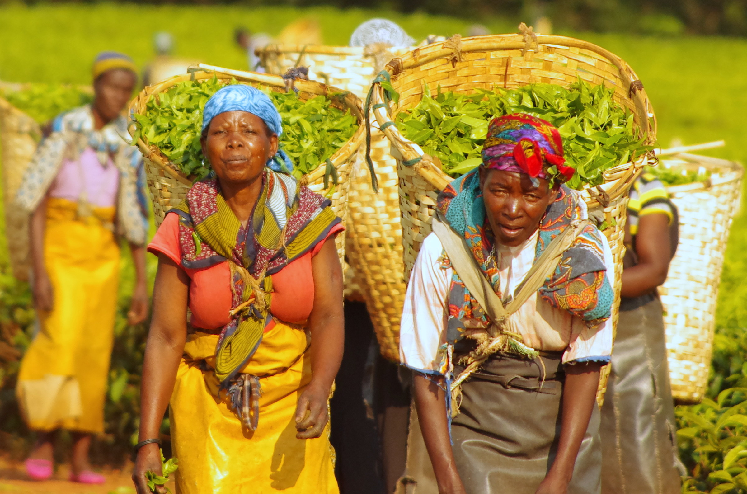 Malawi tea pickers