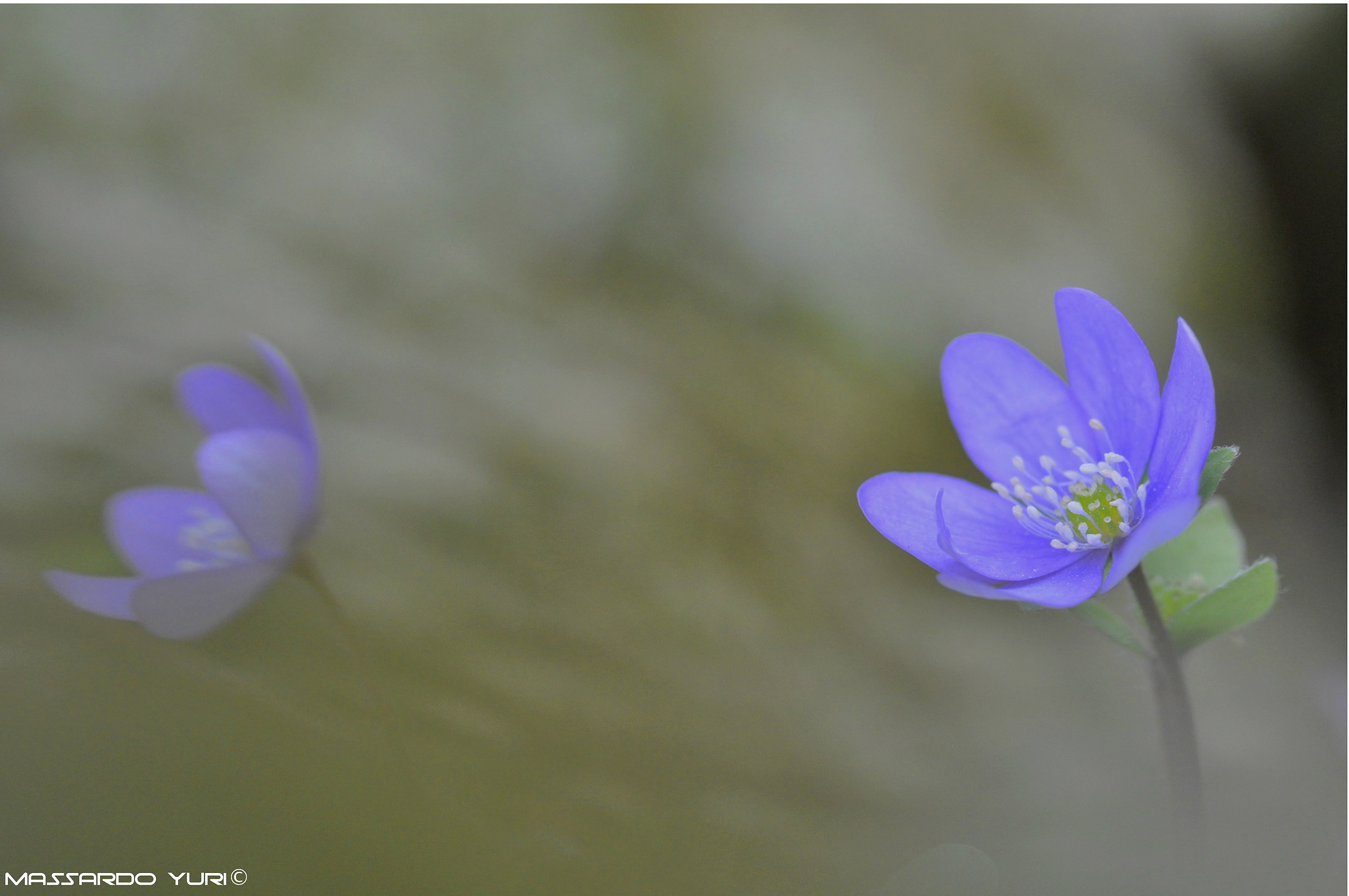 Hepatica nobilis