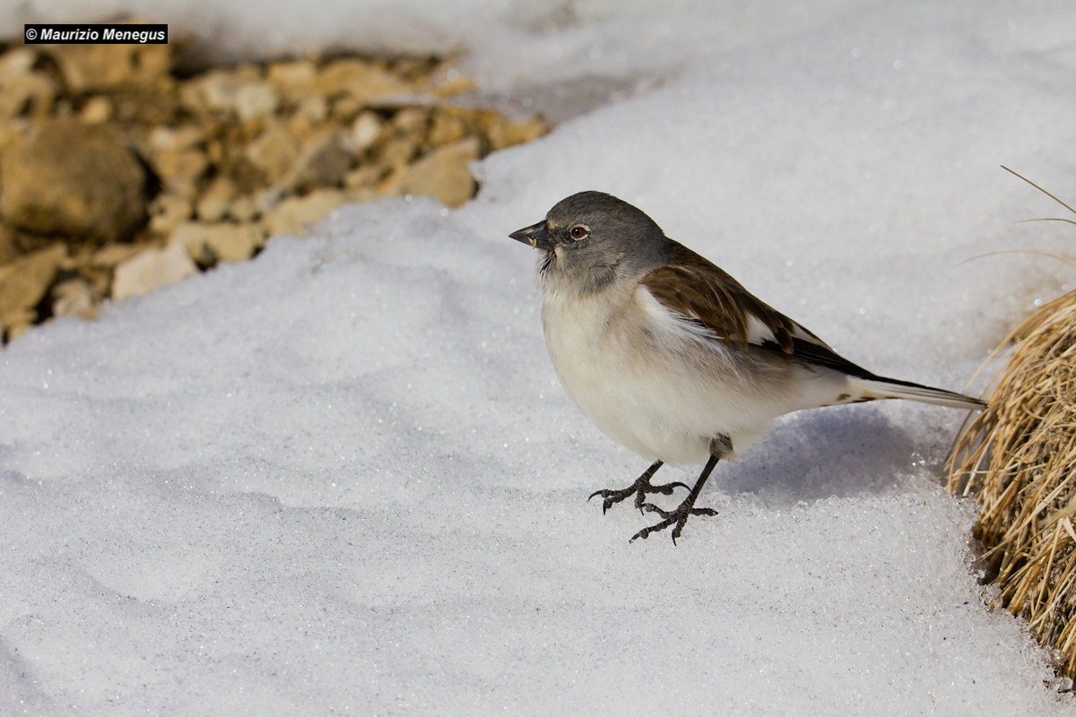 Alpine Chaffinch