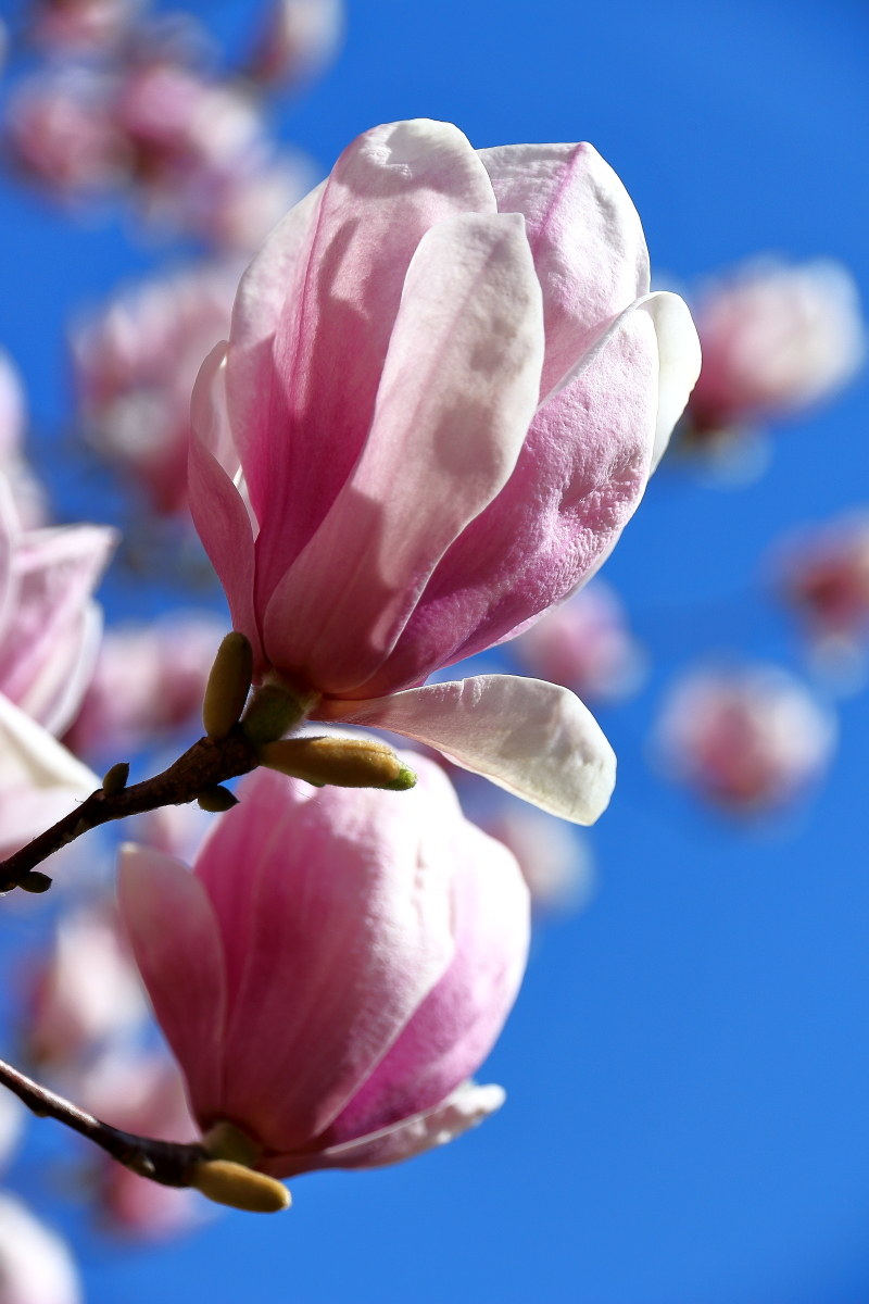 Japanese Magnolia
