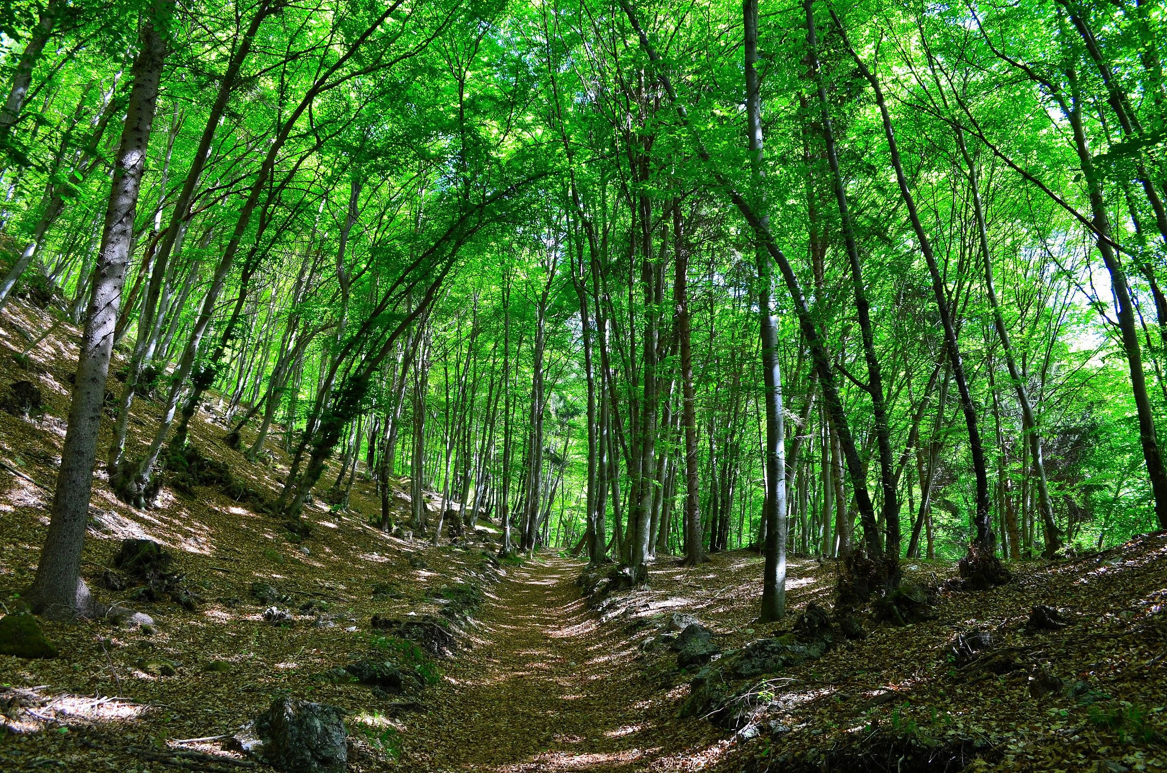 to pasture alvis-Belluno Dolomites National Park