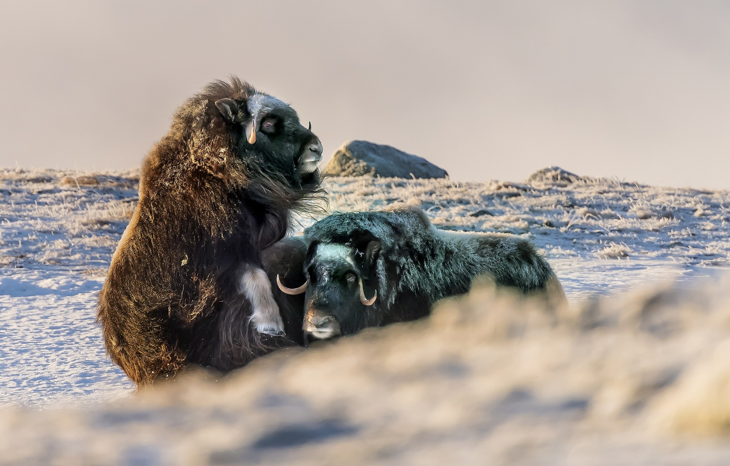 Dovrefjell 2017 - Musk ox, tentativi di accoppiamento