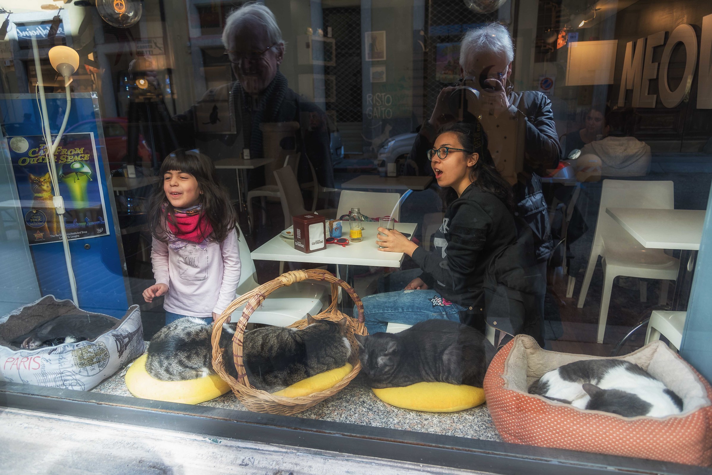 Cat cafè