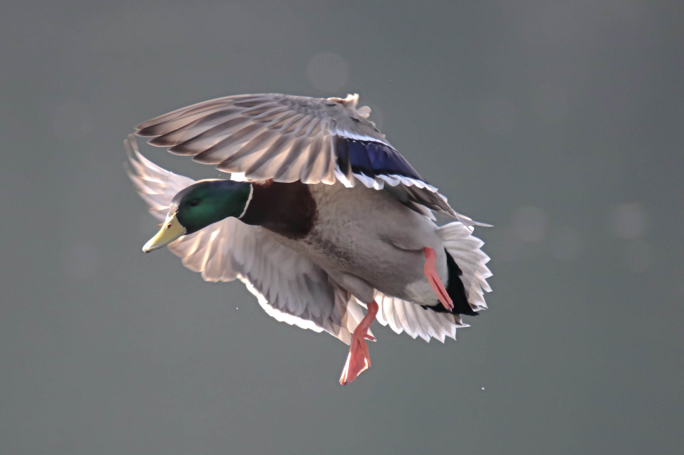 mallard landing