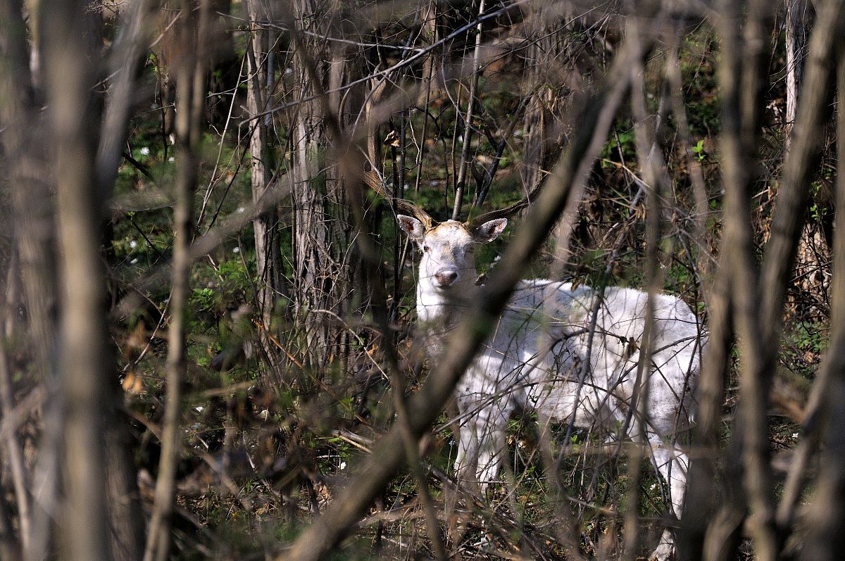 Daino albino